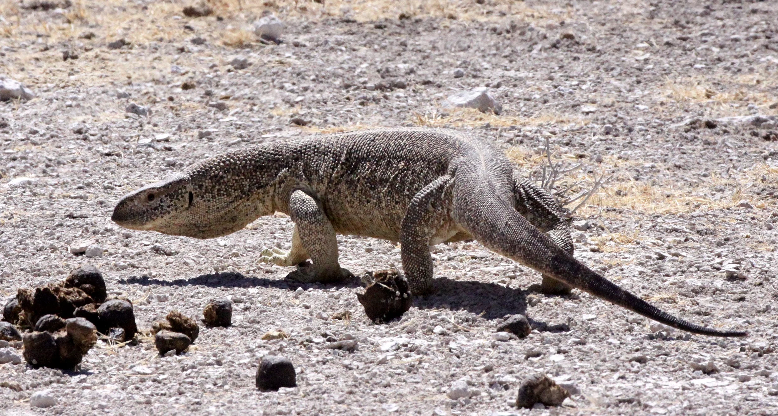 Varanus albigularis - SOUTHERN ROCK-MONITOR LIZARD - ETOSHA NATIONAL PARK NAMIBIA (6).JPG