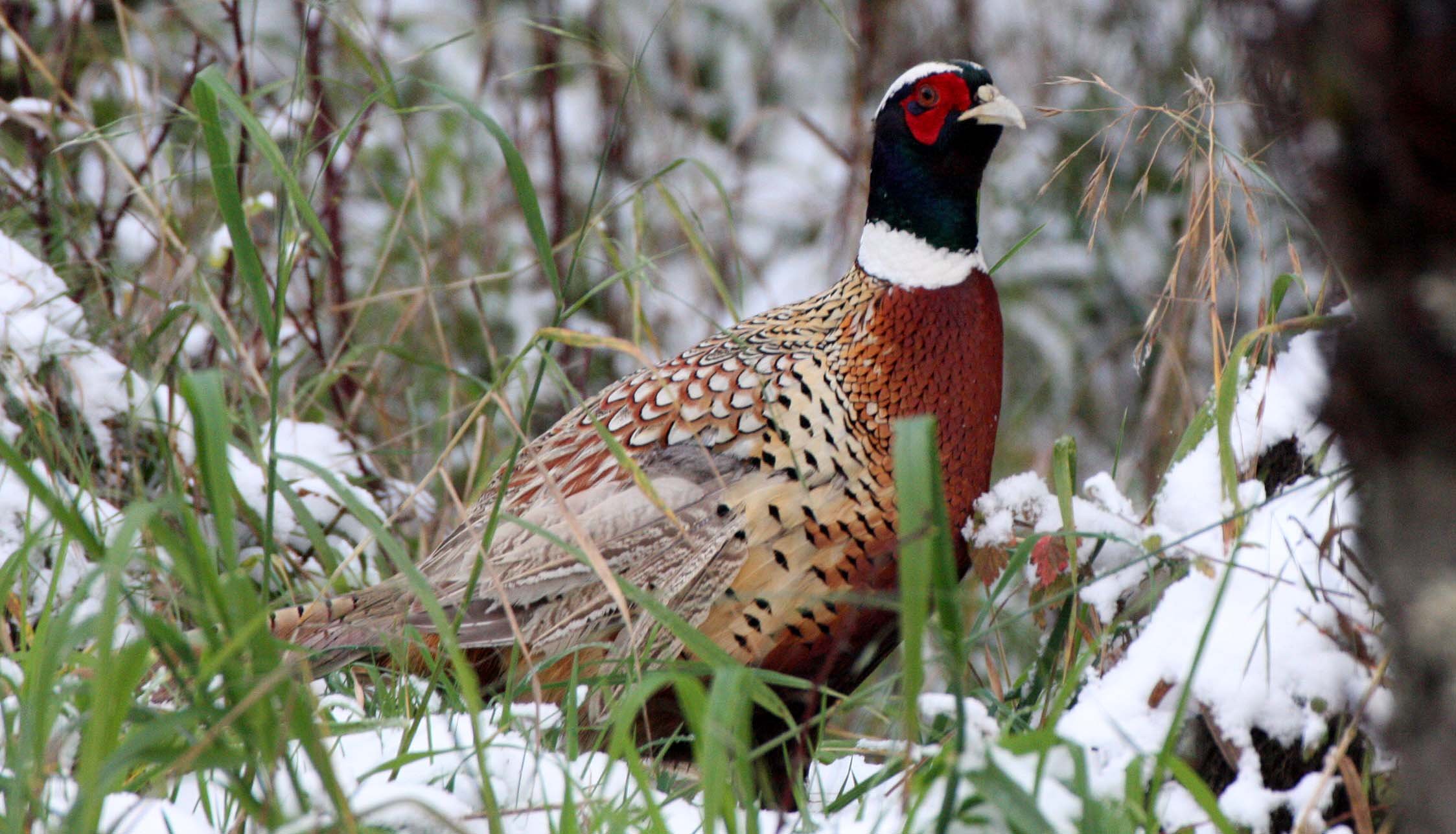 BIRD - PHEASANT - RING-NECKED PHEASANT - DUNGENESS SPIT NWR - SEQUIM WA (12).JPG