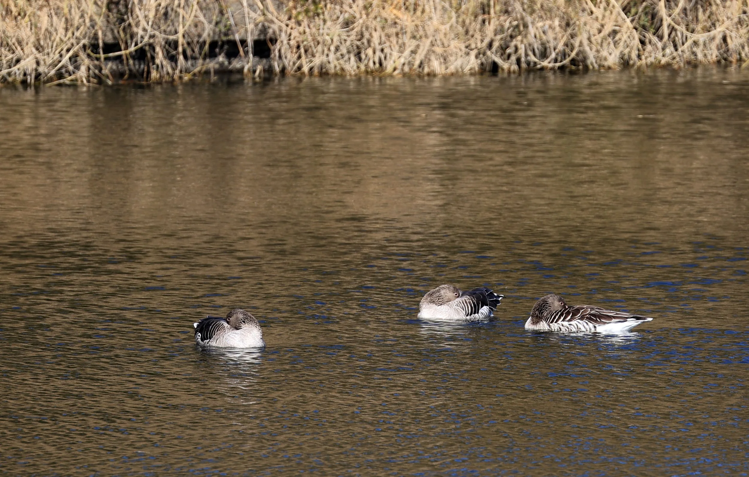 Greylag Goose (Anser anser) & Bean Goose - Shimotonda Sadowaracho Birding Ponds Miyazaki Kyushu Japan (17).jpg