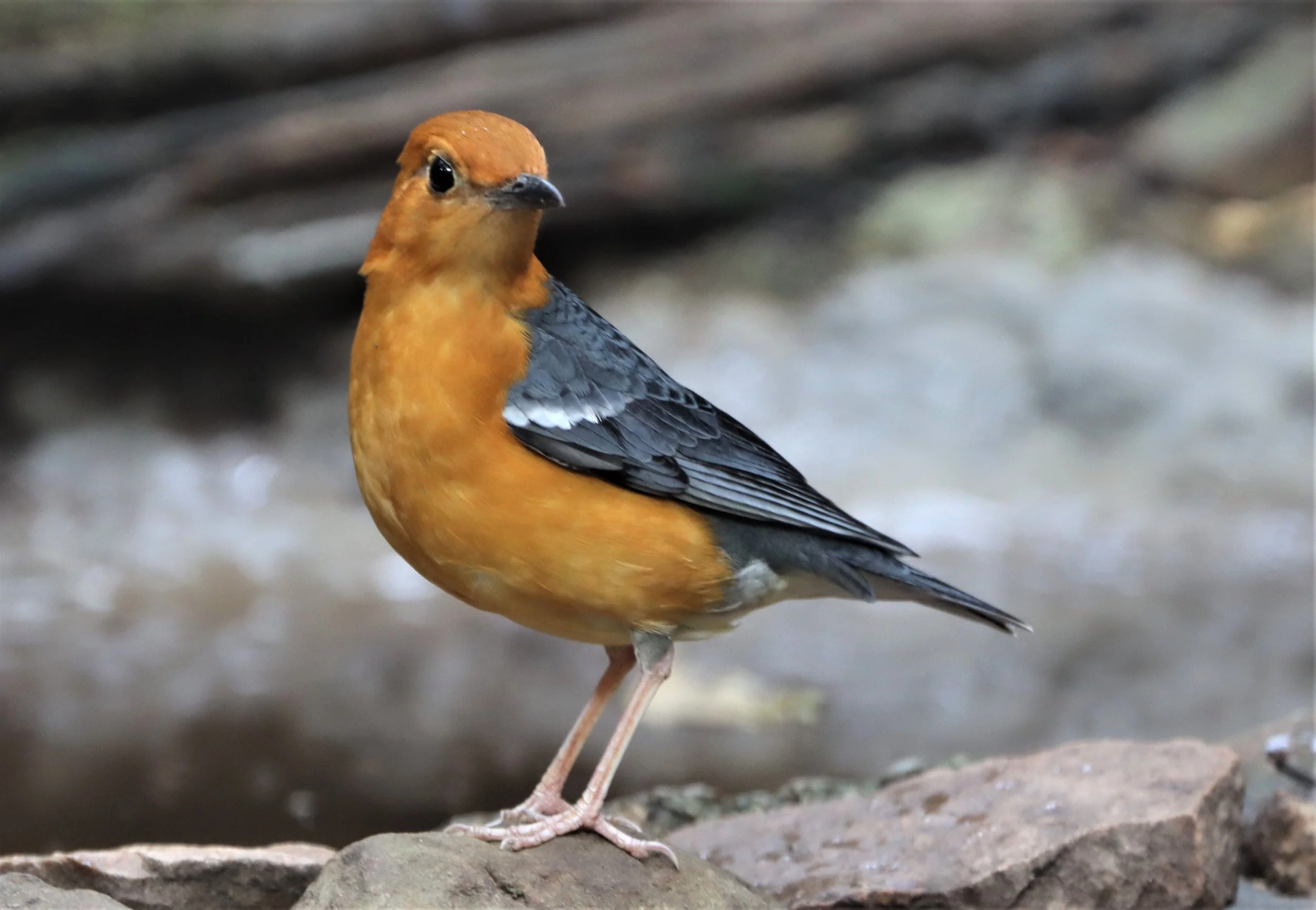 Orange-headed Thrush (Zoothera citrina) Neung Hide Kaeng Krachan NP (1).jpg