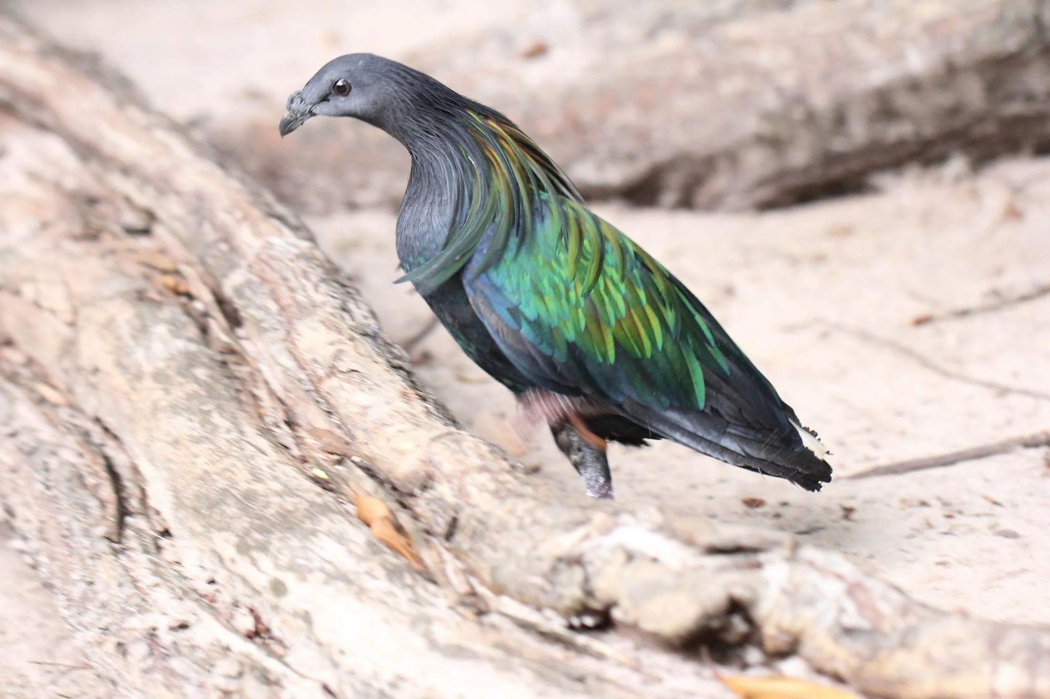 Nicobar Pigeon (Caloenas nicobarica) Similans Island (2).jpg