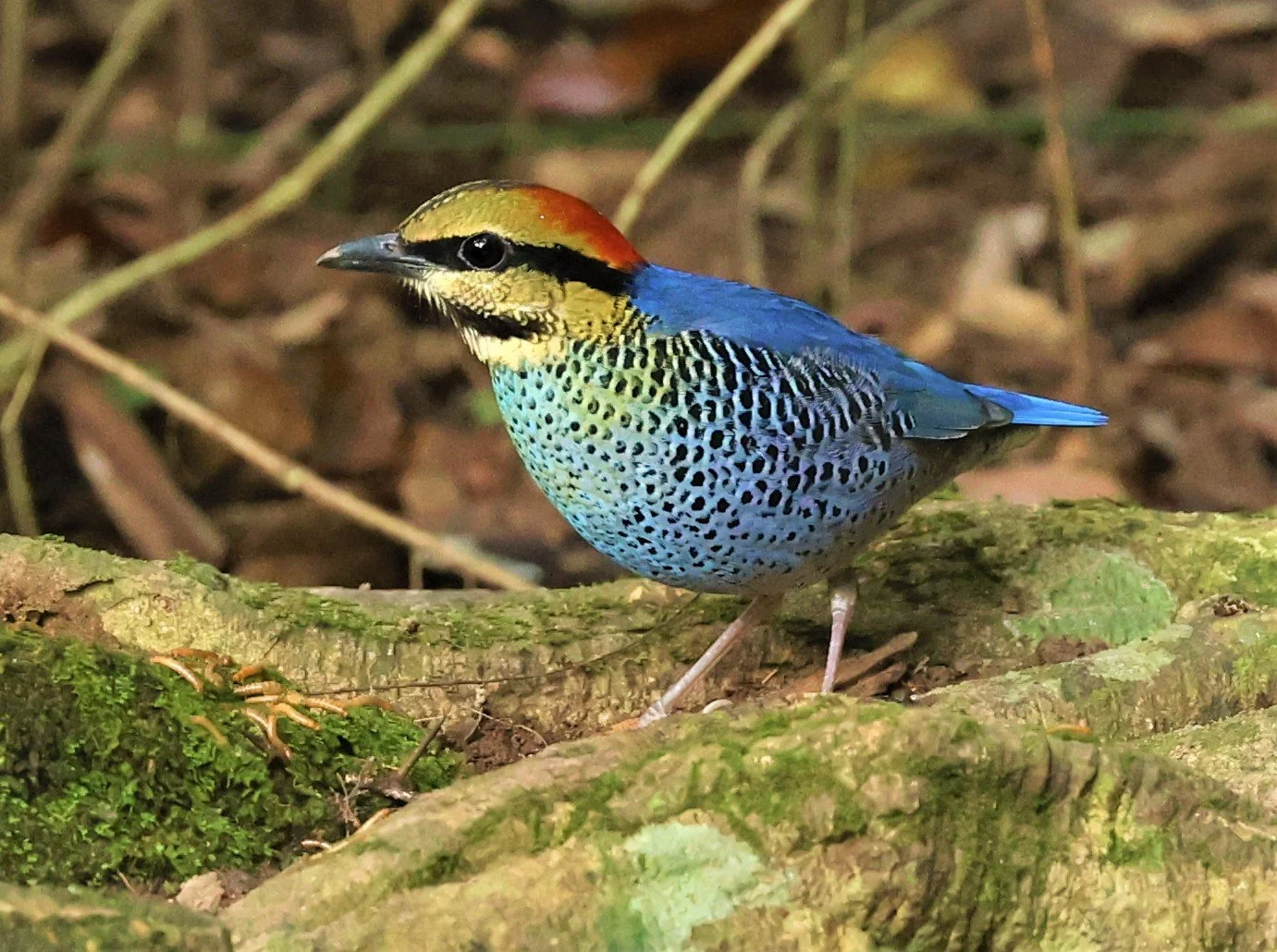 Blue Pitta (Hydrornis cyaneus)