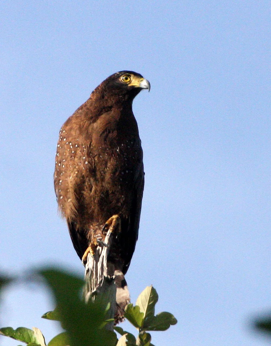 EAGLE - CRESTED SERPENT EAGLE - Spilornis cheela - HUAI KHA KHAENG THAILAND (22).JPG