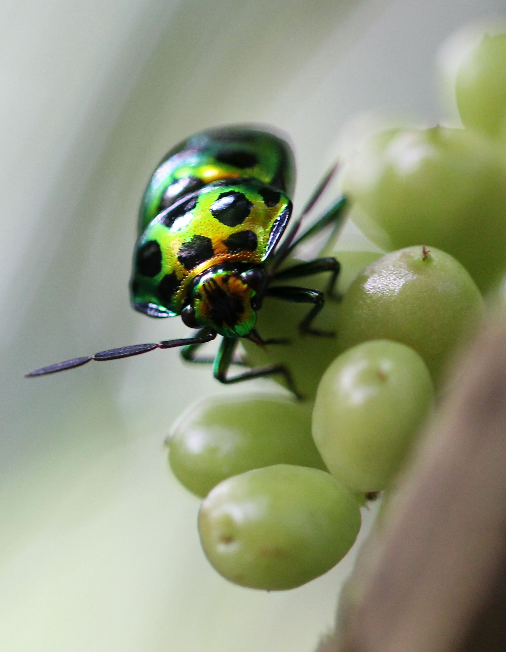 Chrysocoris stollii - Koh Lanta, Thailand (14).JPG