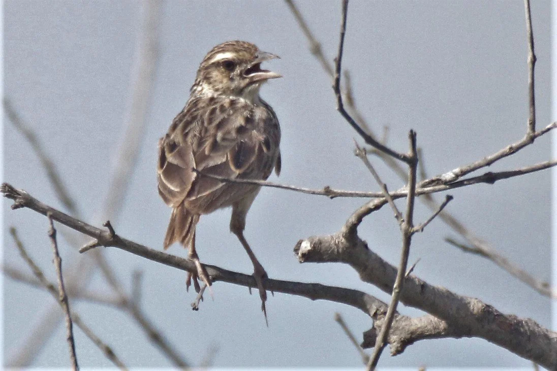 Indochinese Bushlark (Mirafra erythrocephala) Phang Nga Thailand.jpg