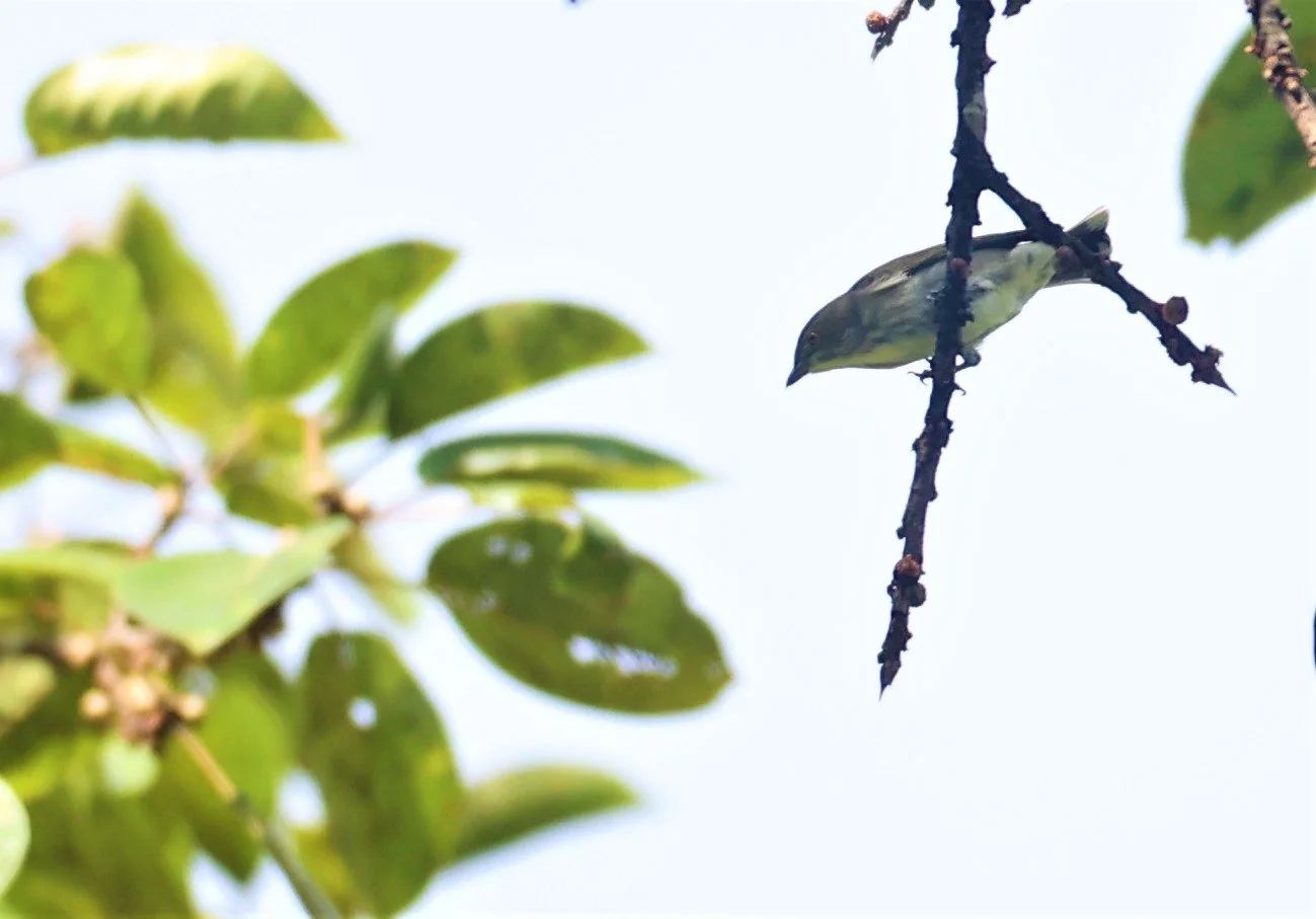 FLOWERPECKER - THICK-BILLED FLOWERPECKER - Dicaeum agile -  KAENG KRACHAN  (14).jpg