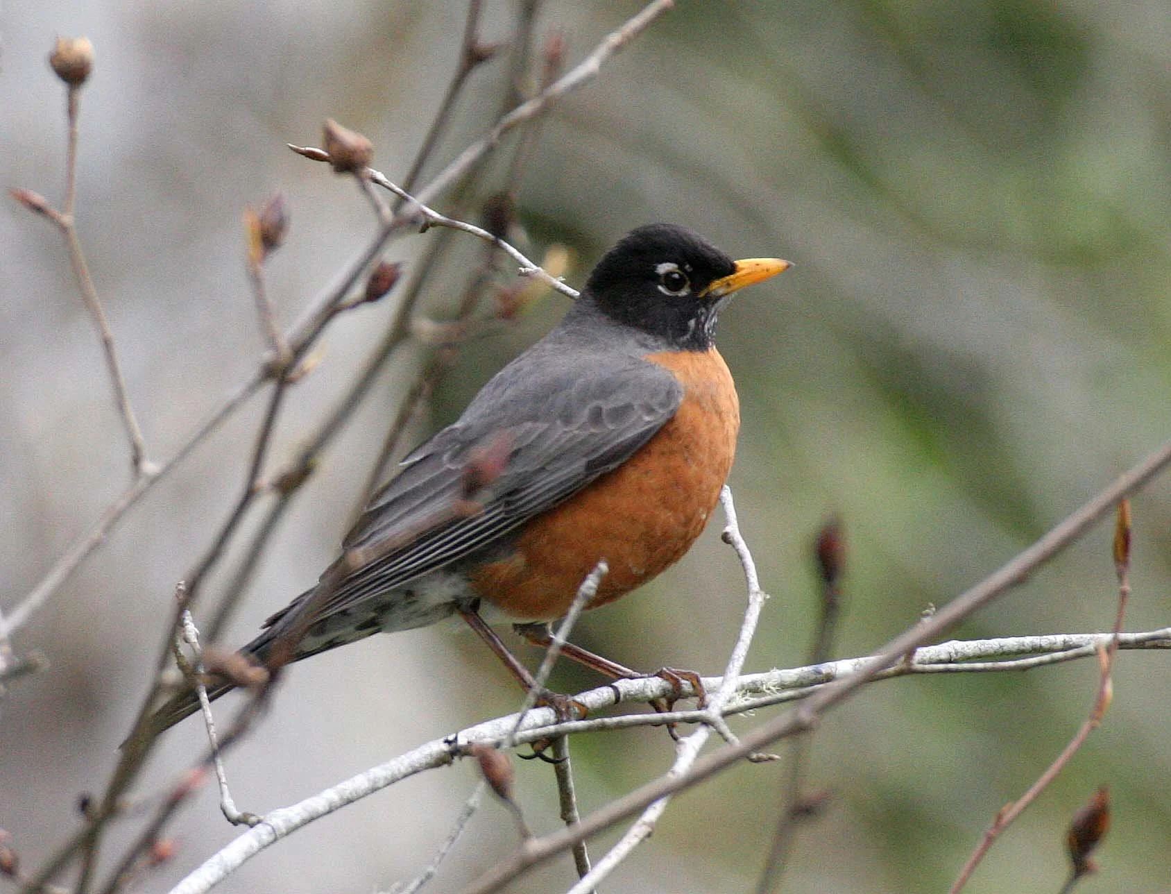 American Robin (Turdus migratorius) Lake Farm Olympic Peninsula Washington (7).JPG