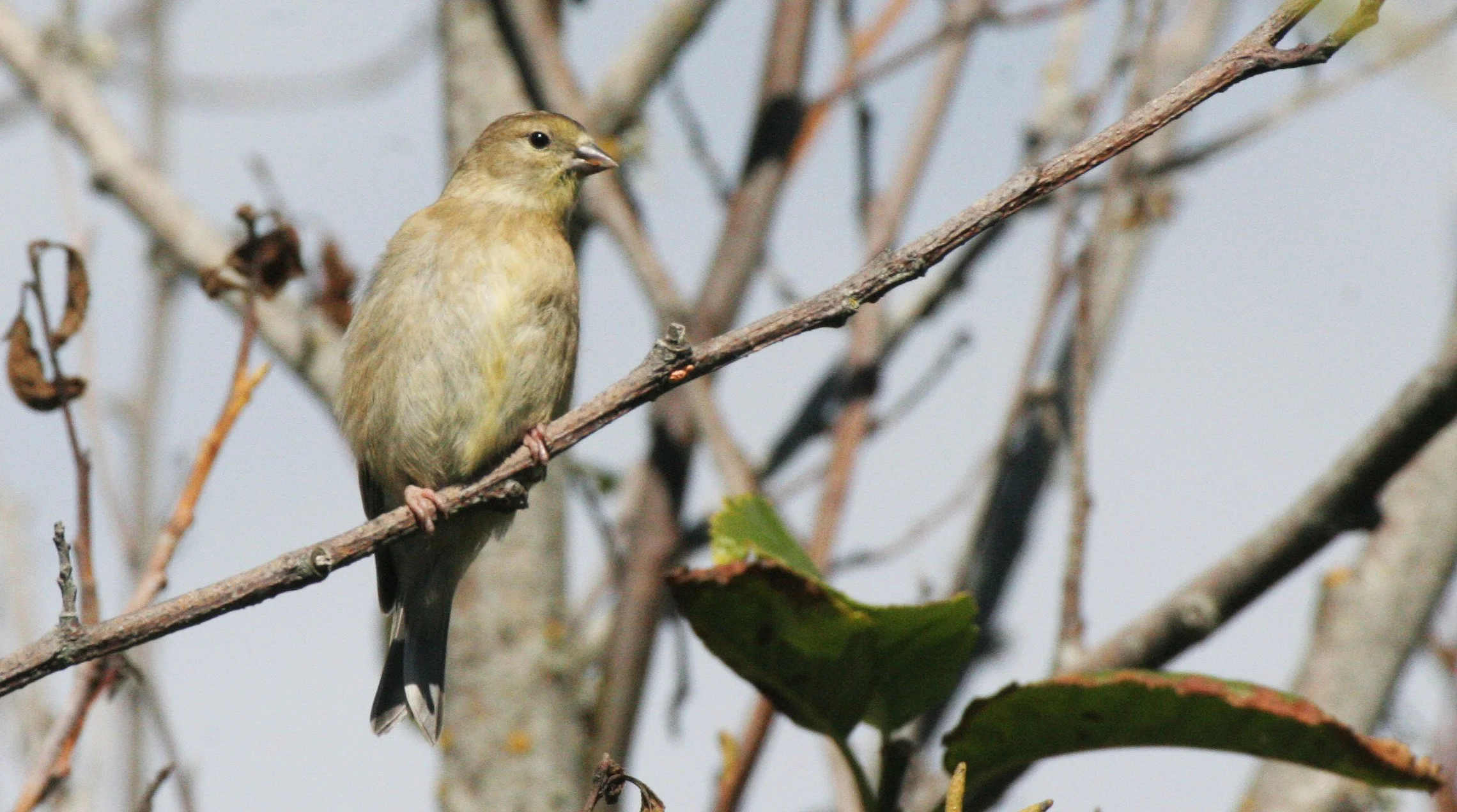 Pine siskin (Spinus pinus) Elwha Valley, Whiskey Bend Trail (7).JPG