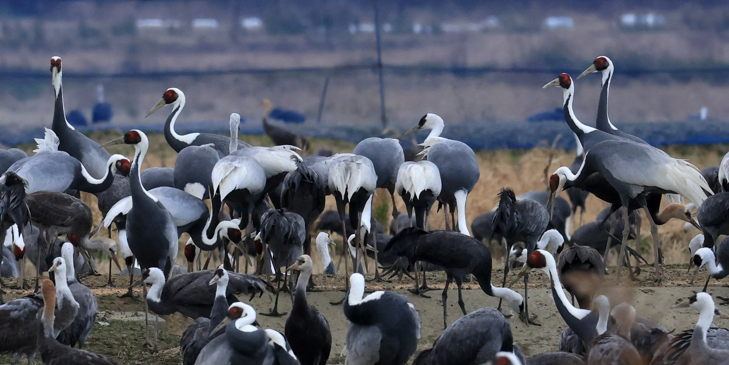 White-naped Crane (Antigone vipio) Izumi Crane Park & Center, Izumi Kagoshima Kyushu Japan (165).jpg