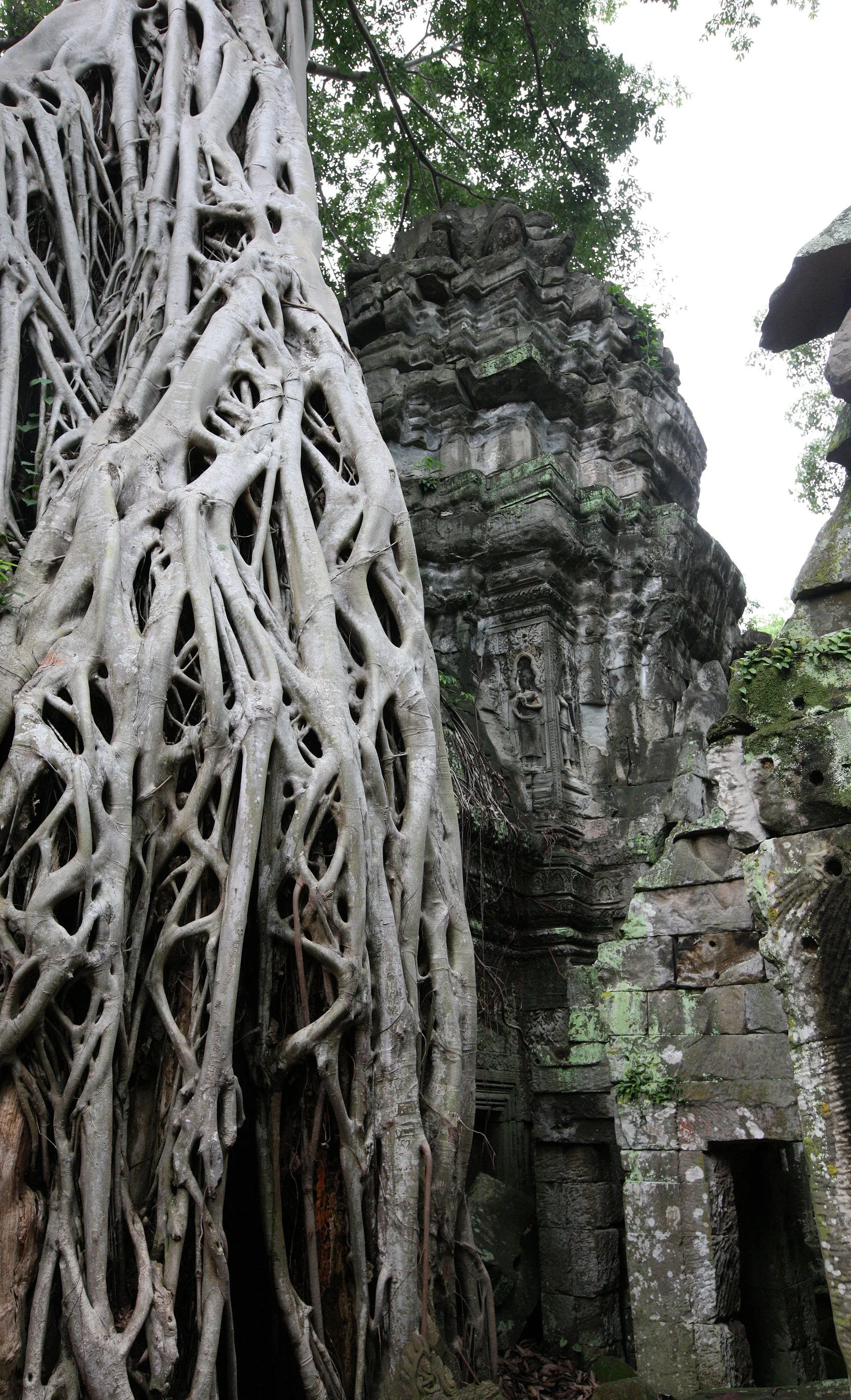 TA PROHM TEMPLE CAMBODIA - JULY 2010 (42).JPG