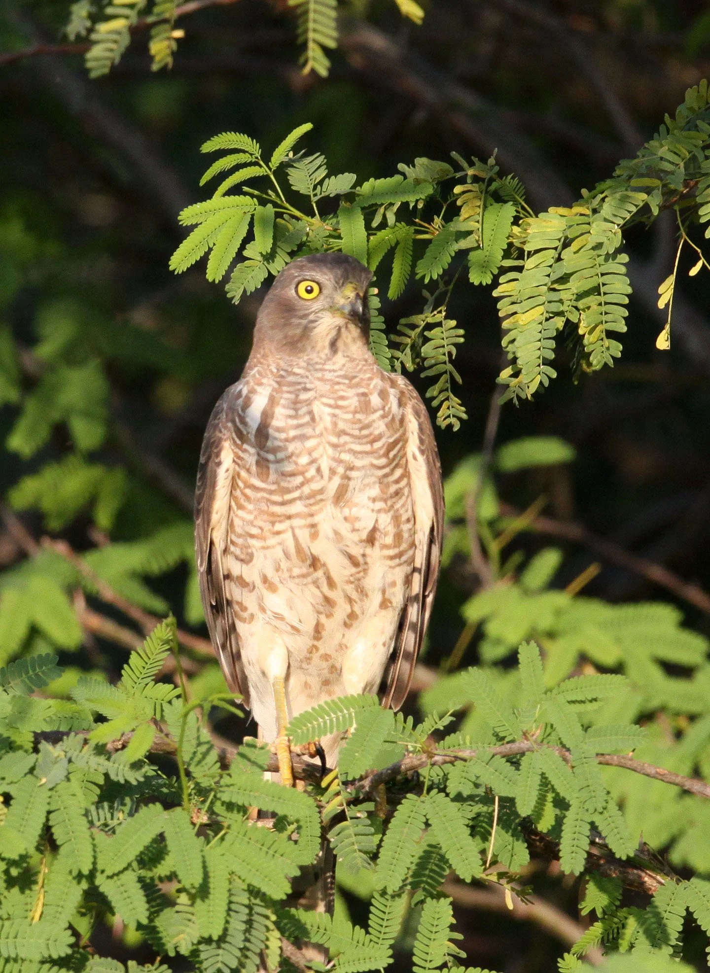 BIRD - SHIKRA - LITTLE RANN OF KUTCH GUJARAT INDIA (6).JPG
