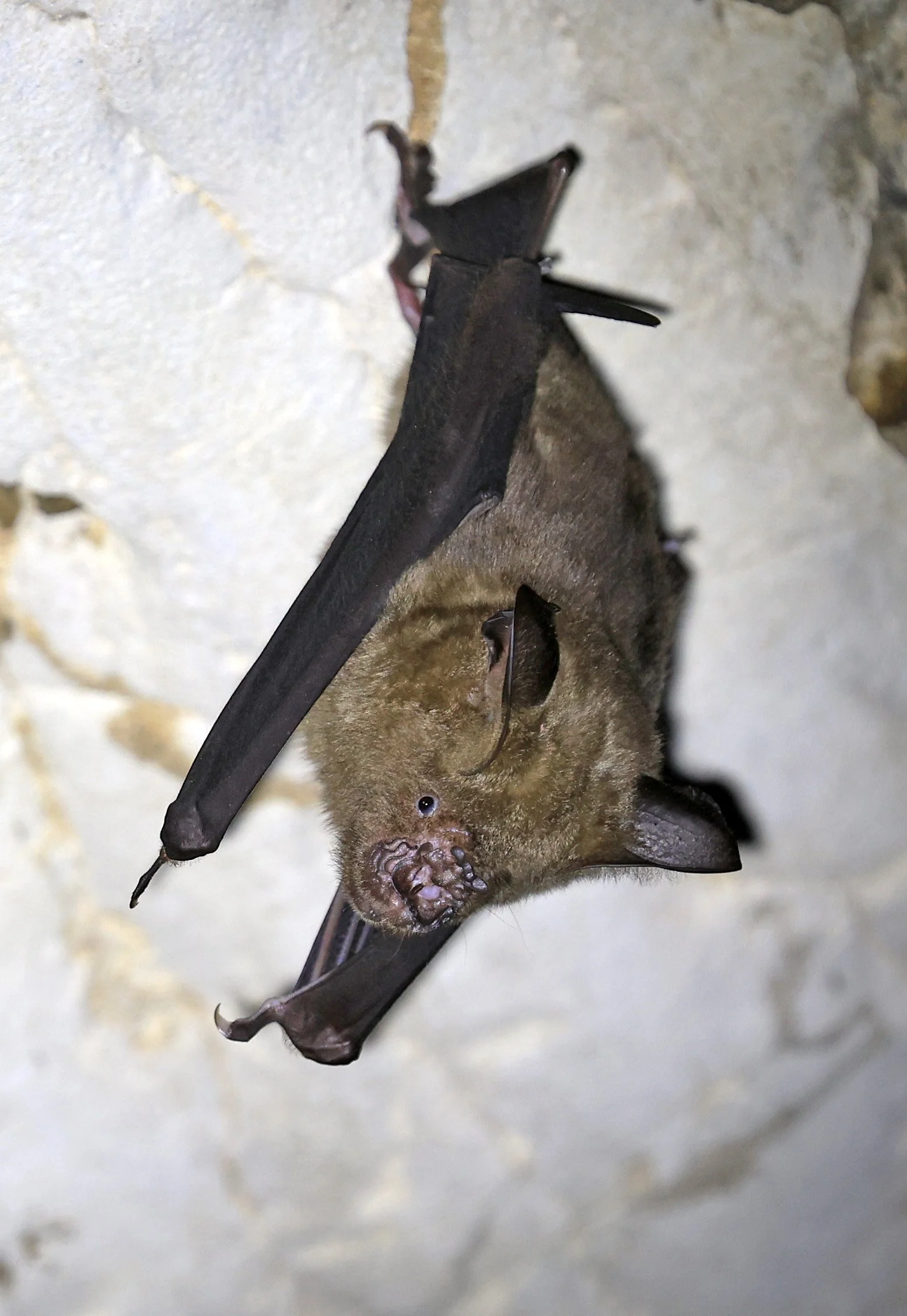 Great Himalayan Leaf-nosed Bat (Hipposideros armiger) Wat Sa Nam Sai Temple Pak Chong Thailand (19).jpg