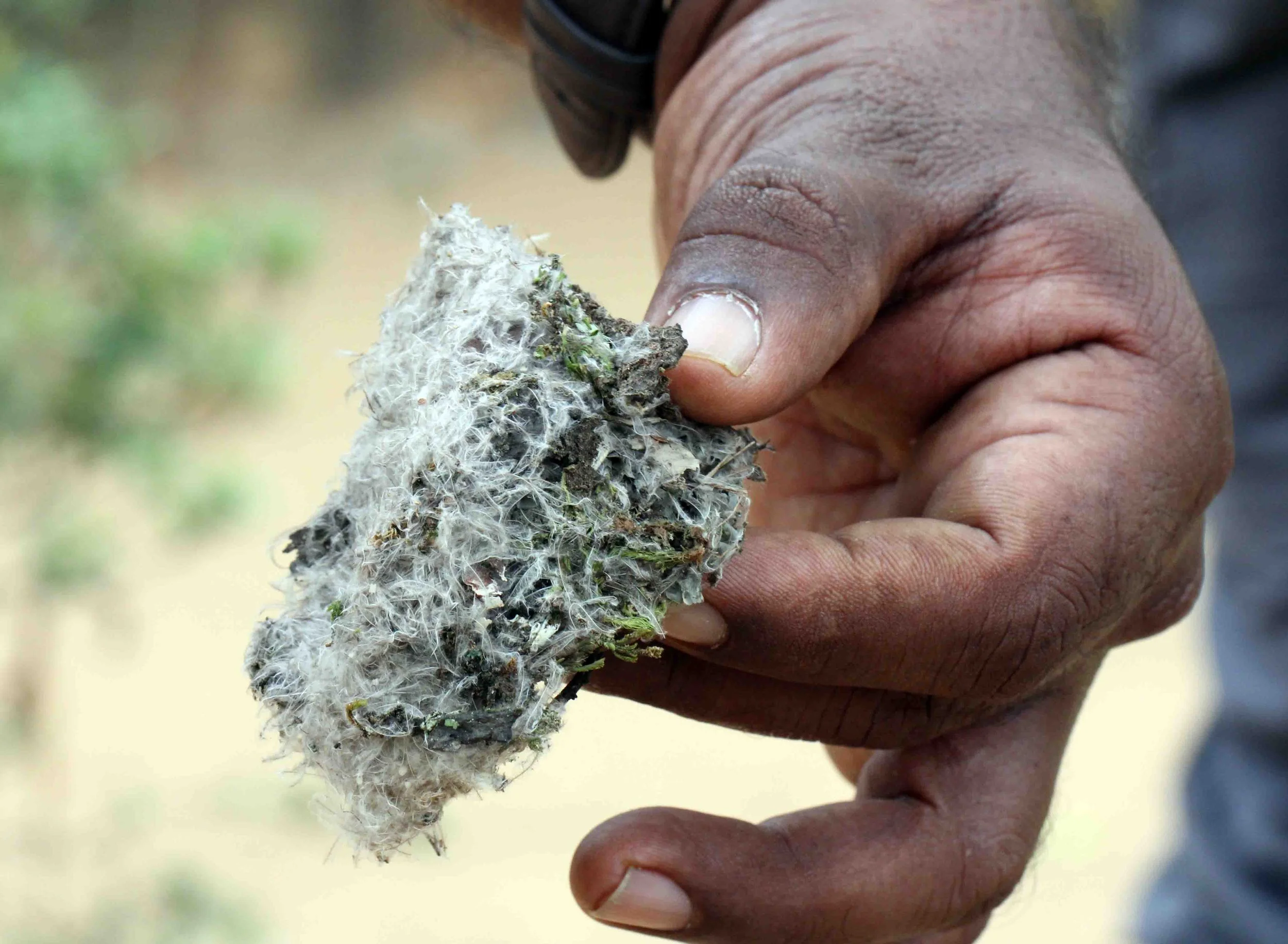 KITULGALA FOREST PRESERVE, SRI LANKA (48).JPG