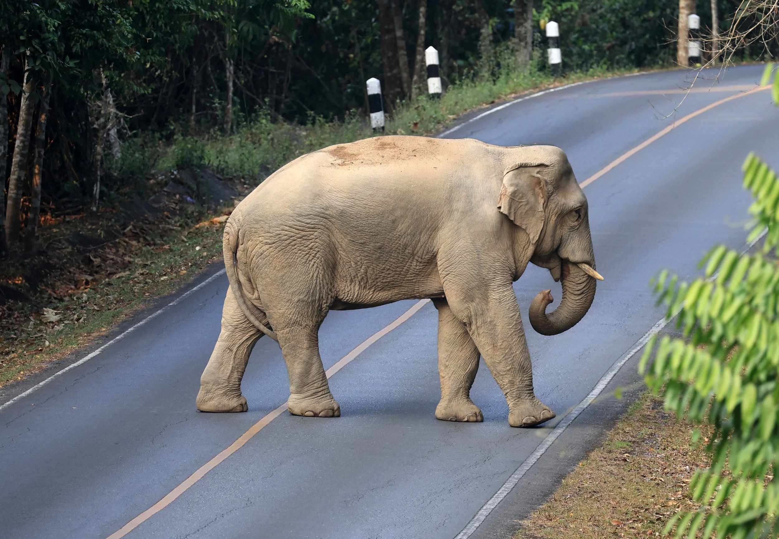 Asian Elephant (Elephas maximus) Khao Yai National Park, Thailand (81).jpg