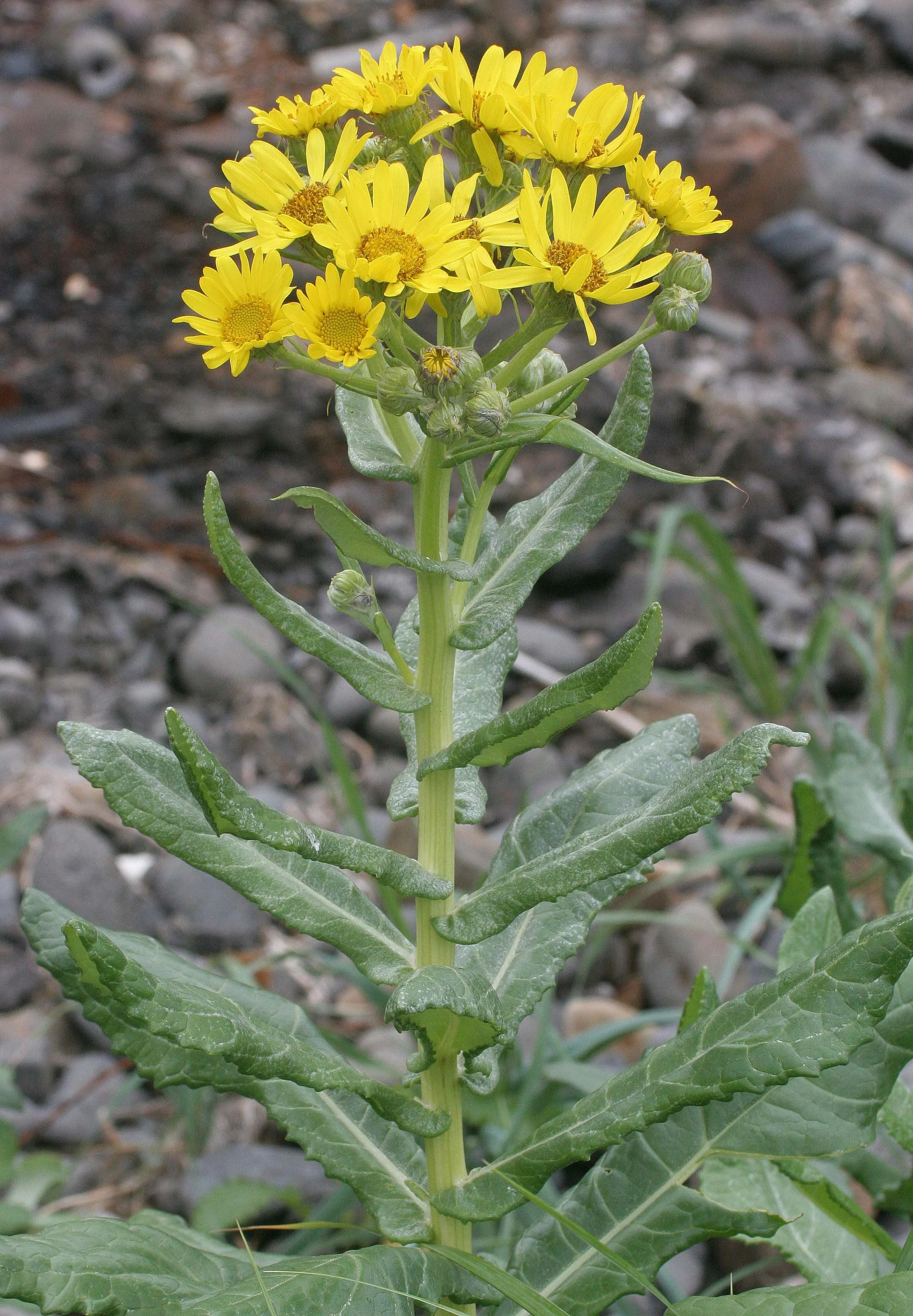 KURIL ISLANDS - FLORA  (88).jpg