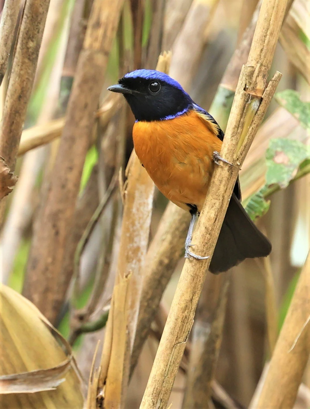 NILTAVA - RUFOUS-BELLIED NILTAVA - Niltava sundar - DOI SAN JU (DOI LANG WEST) FEB 2022 (25).jpg