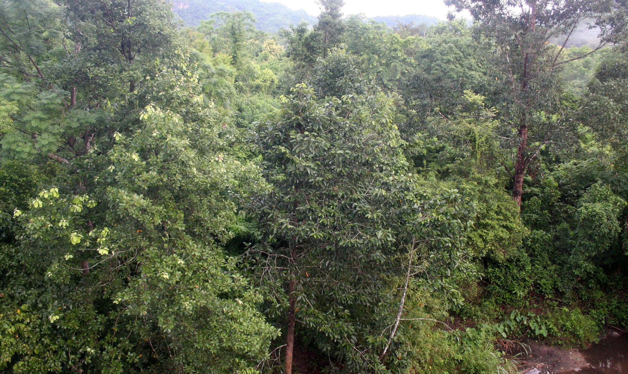 HUAI KHA KHAENG - STREAM JUNGLE SCENE (7).JPG