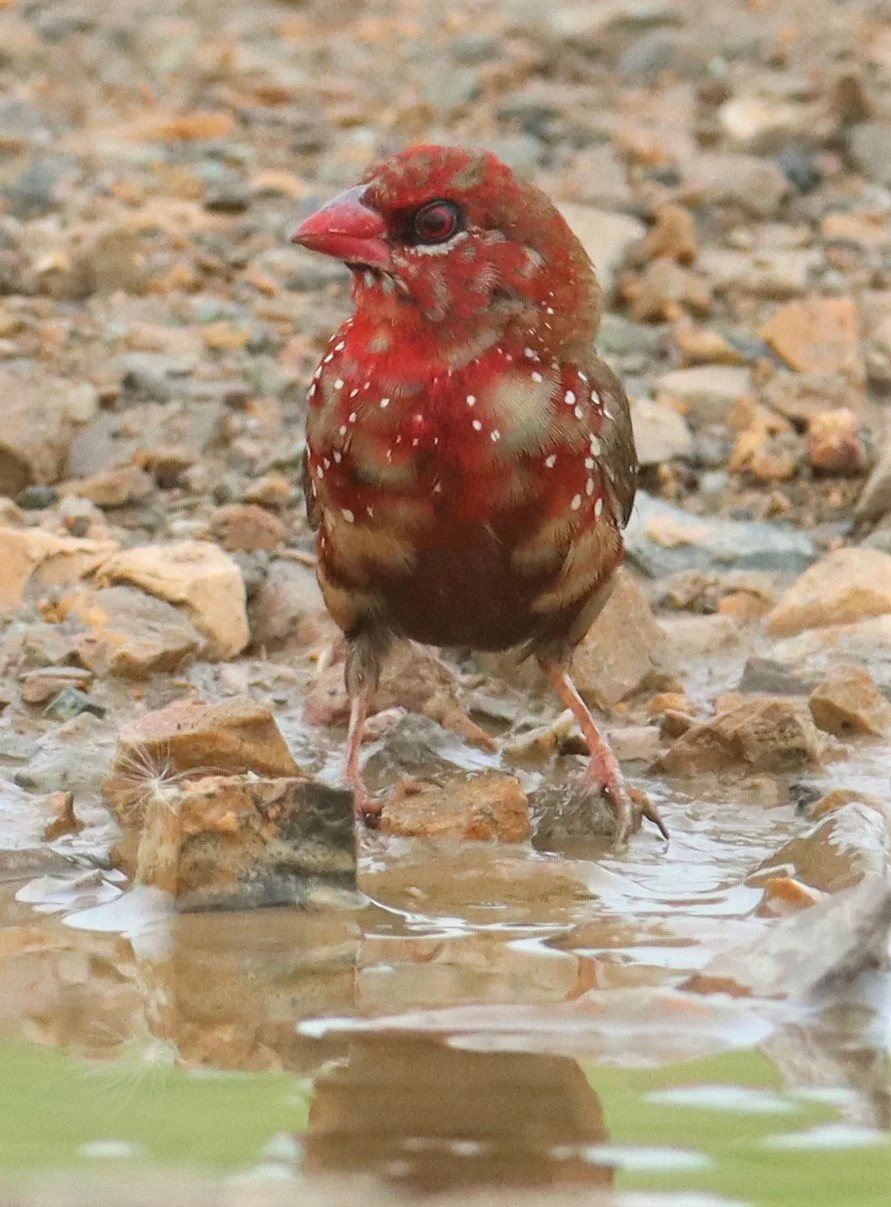 RED AVADAVAT - Amandava amandava - THAP YAO RICE FIELDS LAT KRABANG (122).jpg