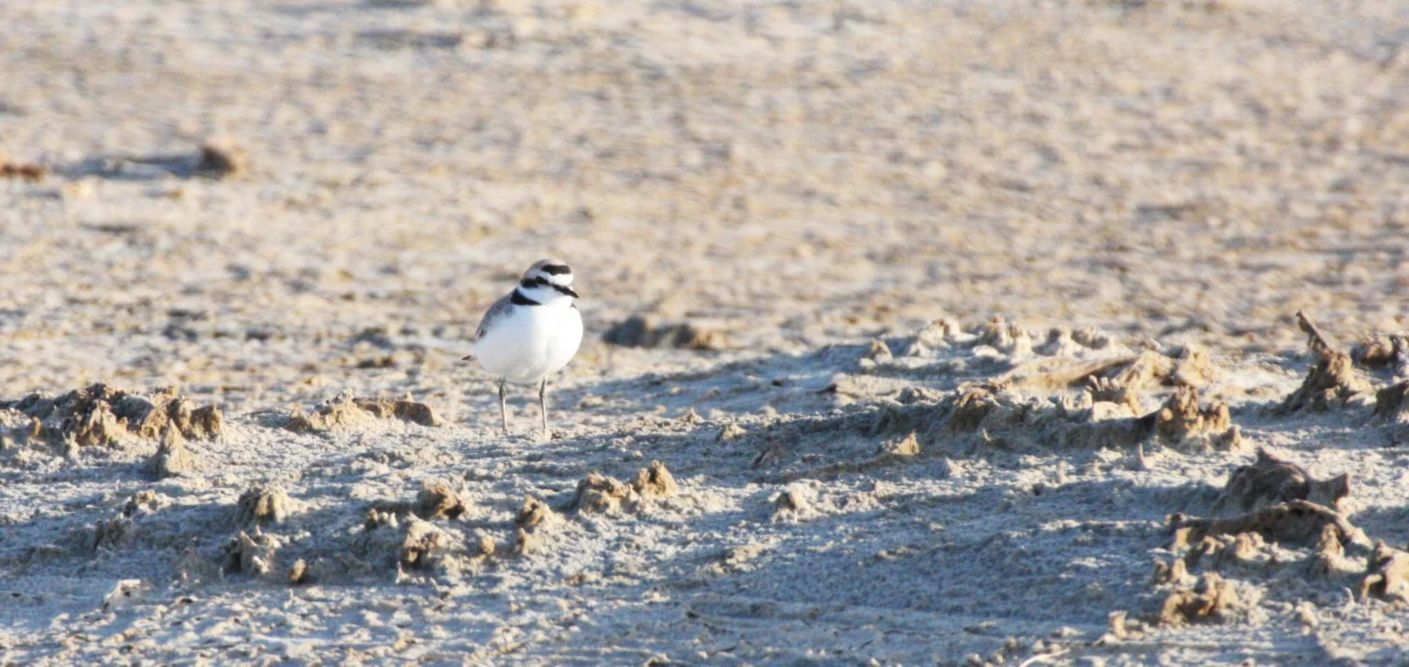 BIRD - PLOVER - SNOWY PLOVER - CHARADRIUS ALEXANDRINUS - OJO DE LIEBRE LAGOON BAJA MEXICO.JPG