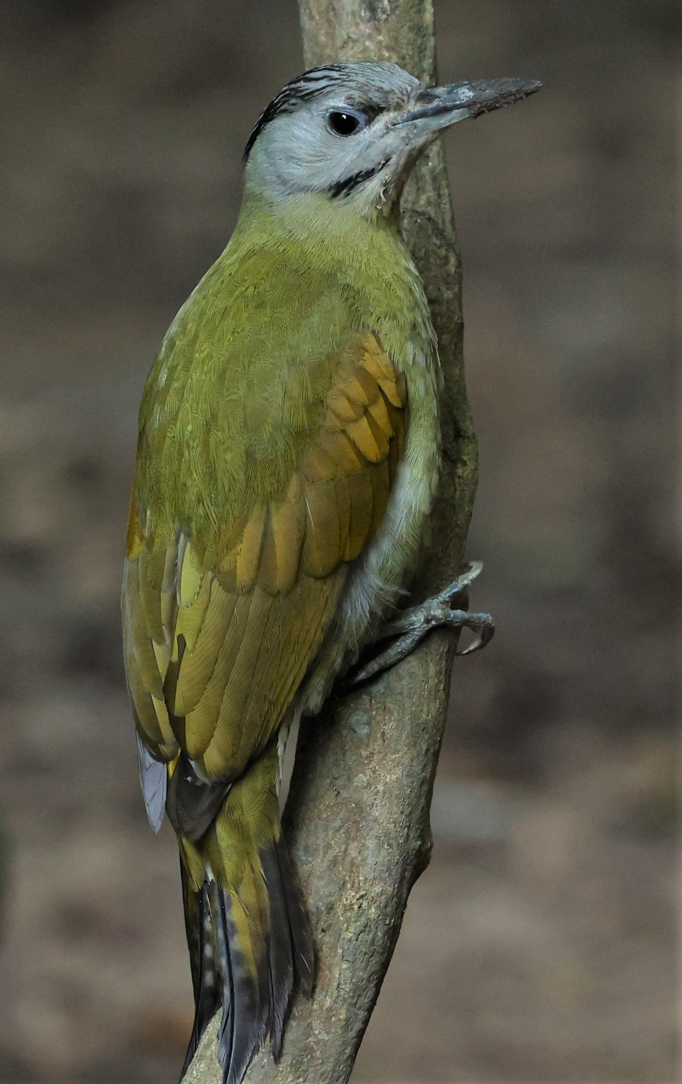 Grey-headed Woodpecker (Picus canus)