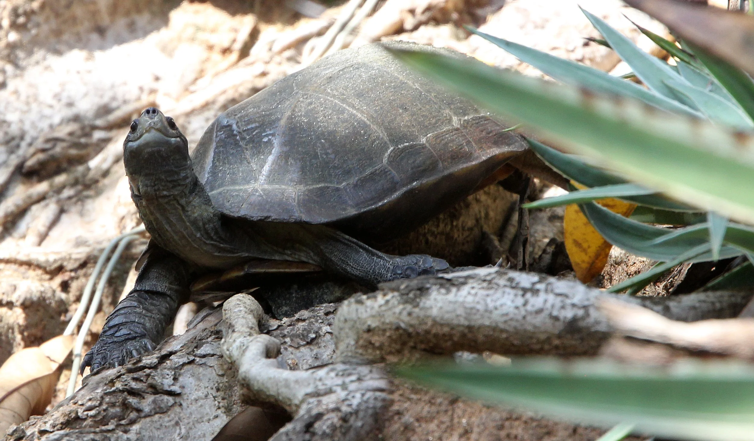 Turtle Species Unidentified - Sri Lanka