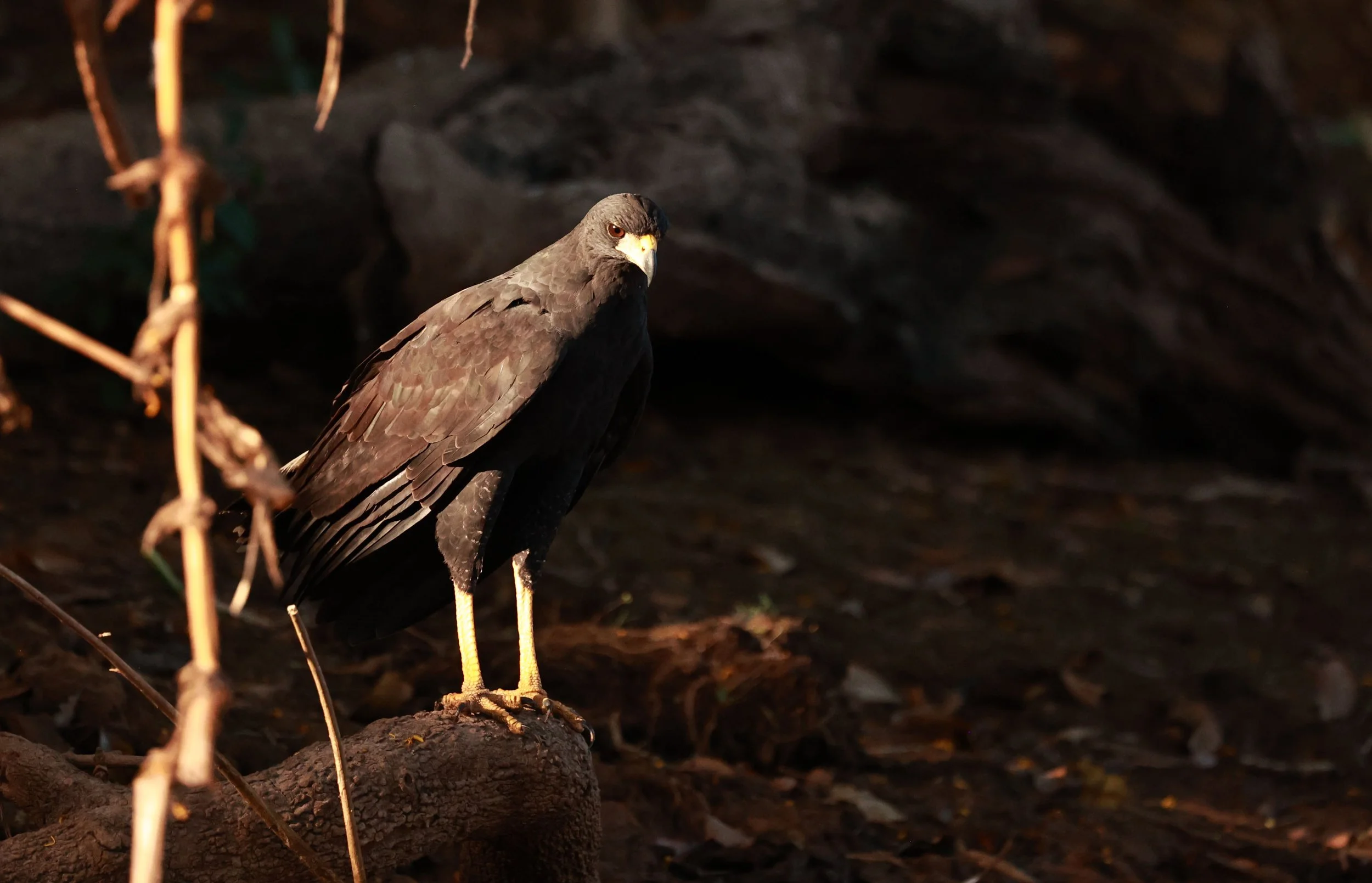 Hawk - Great Black Hawk - Buteogallus urubitinga - Pantanal, Encontro das Águas State Park, Porto Jofre, Cuiaba River, Brazil (52).jpg