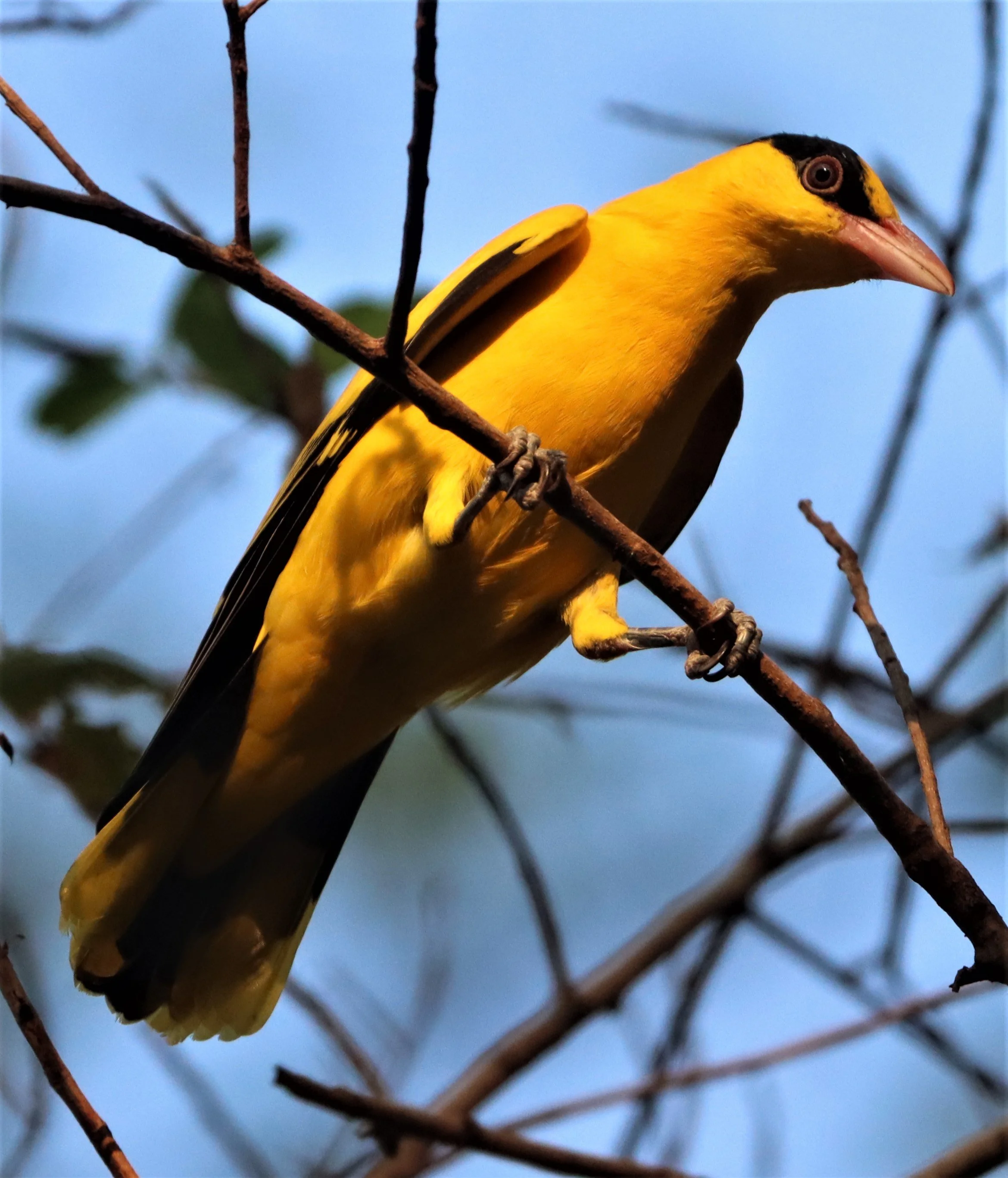 Black-napped Oriole (Oriolus chinensis) Rama 9 Park Bangkok (13).jpg