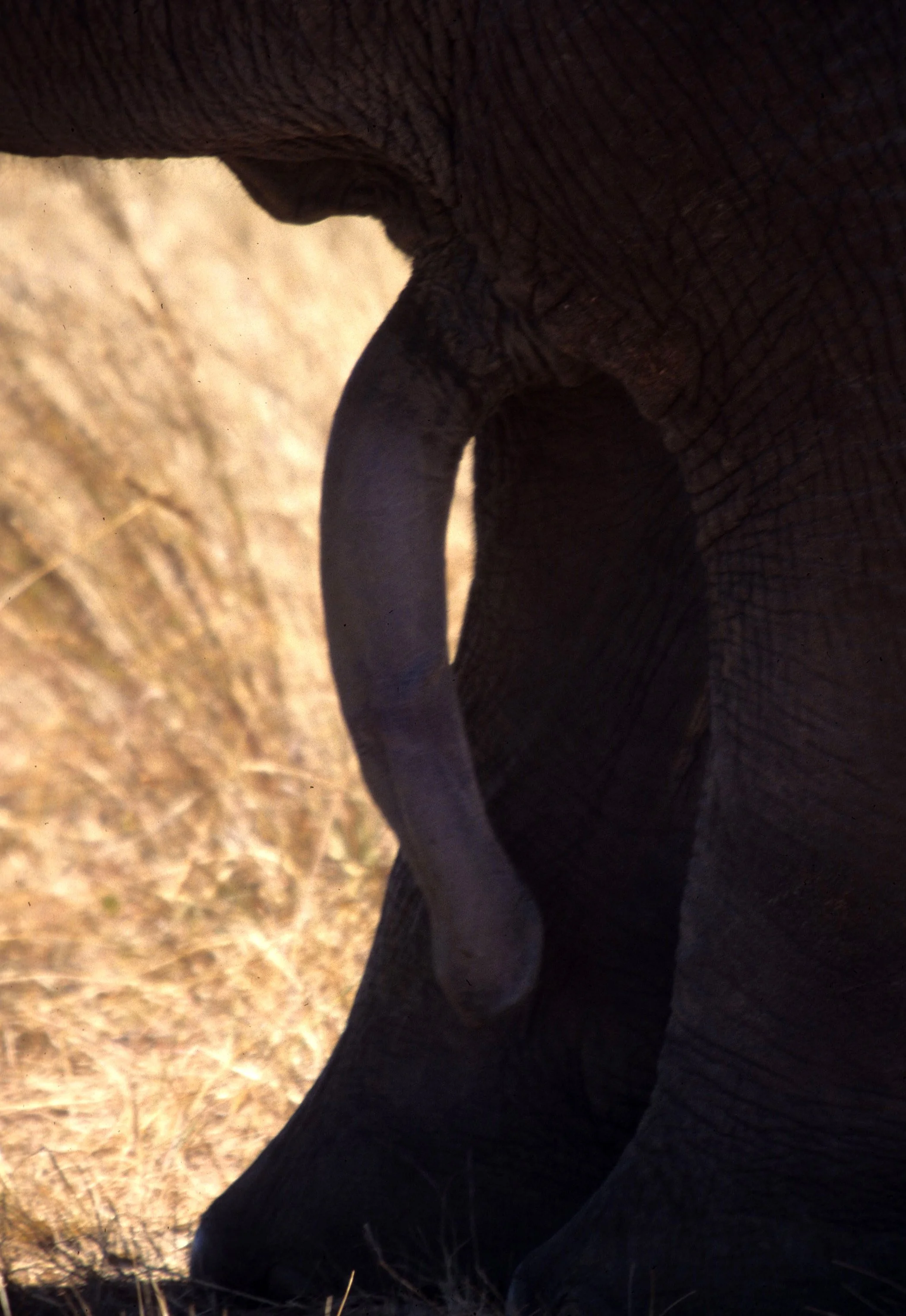 ELEPHANT - ZIMBABWE D.jpg
