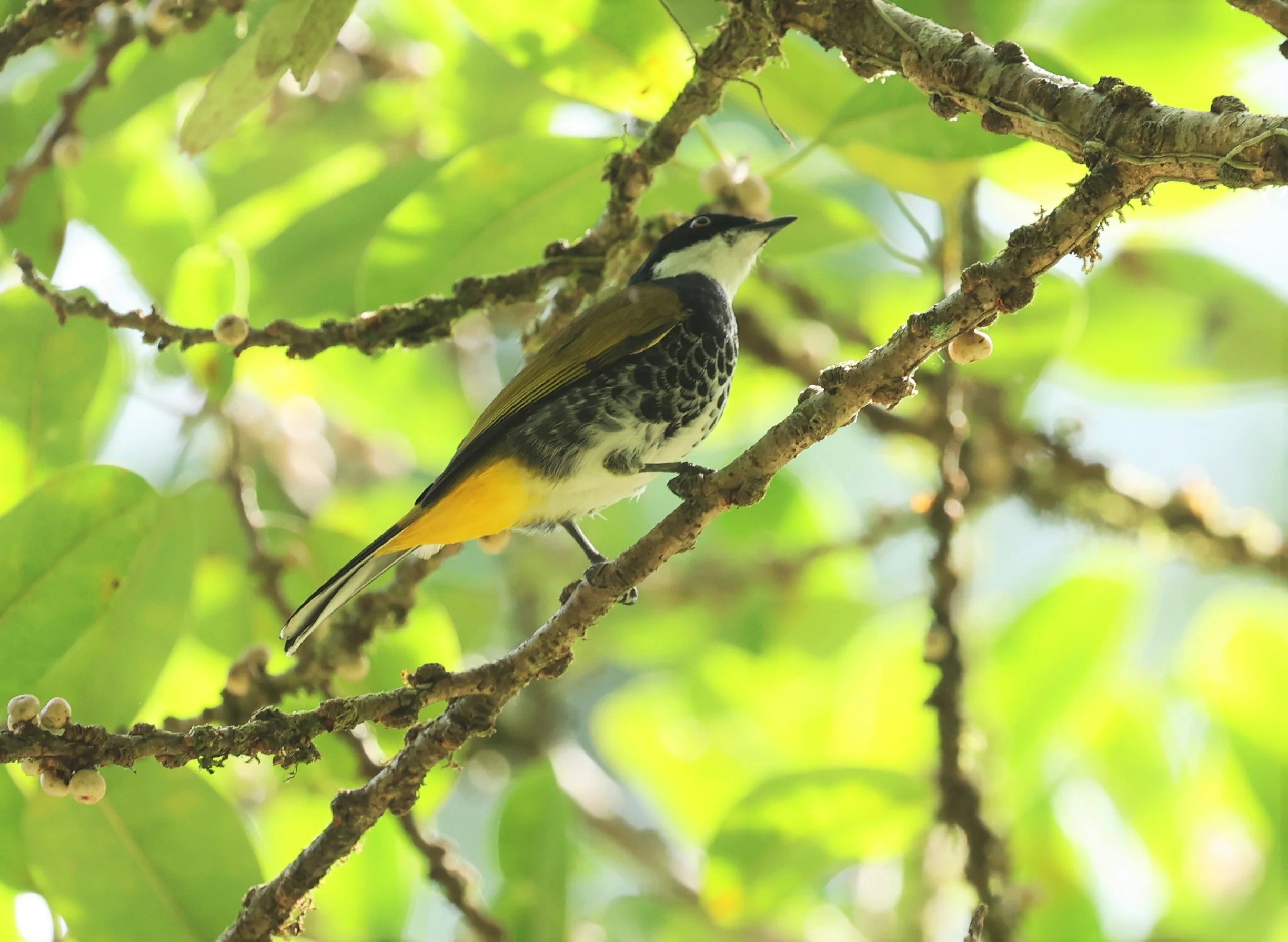 BULBUL - SCALY-BREASTED BULBUL - Ixodia squamata - HALA BALA WILDLIFE SANCTUARY APRIL 2022 (37).jpg