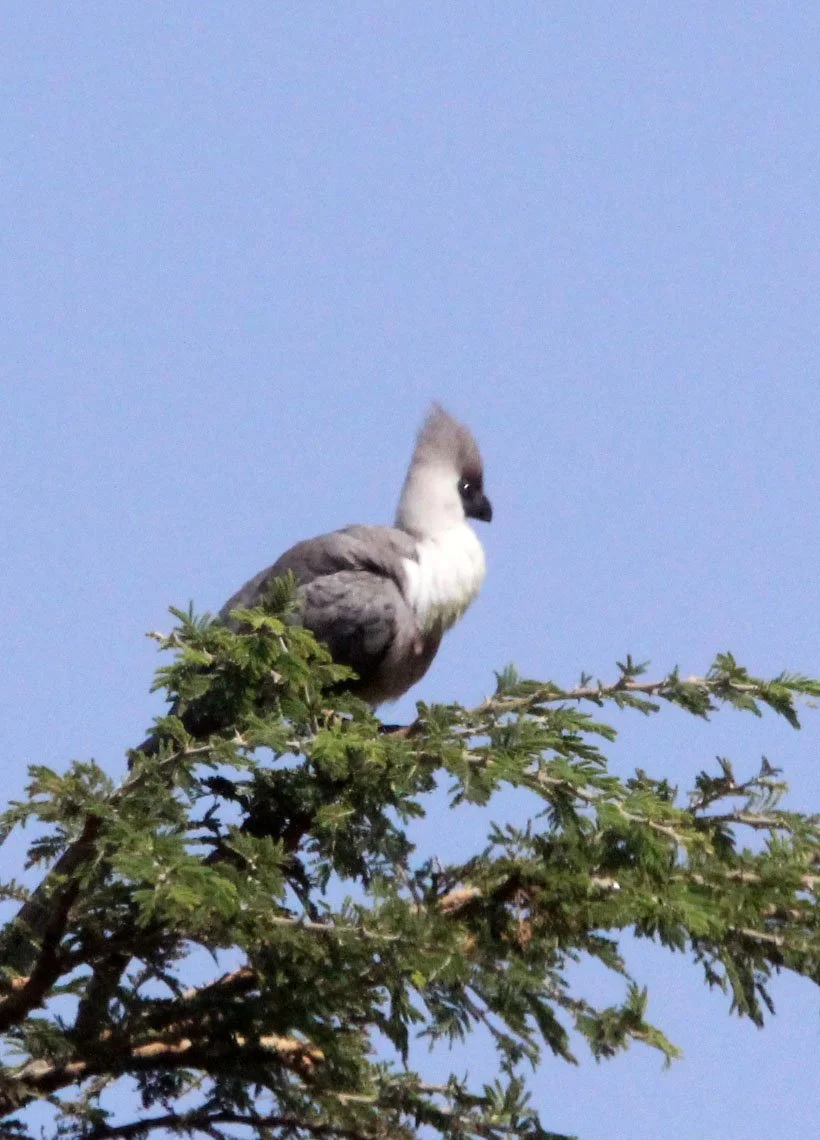 Bare-faced Go-away-bird (Crinifer personatus) Masai Mara National Park Kenya (5).JPG