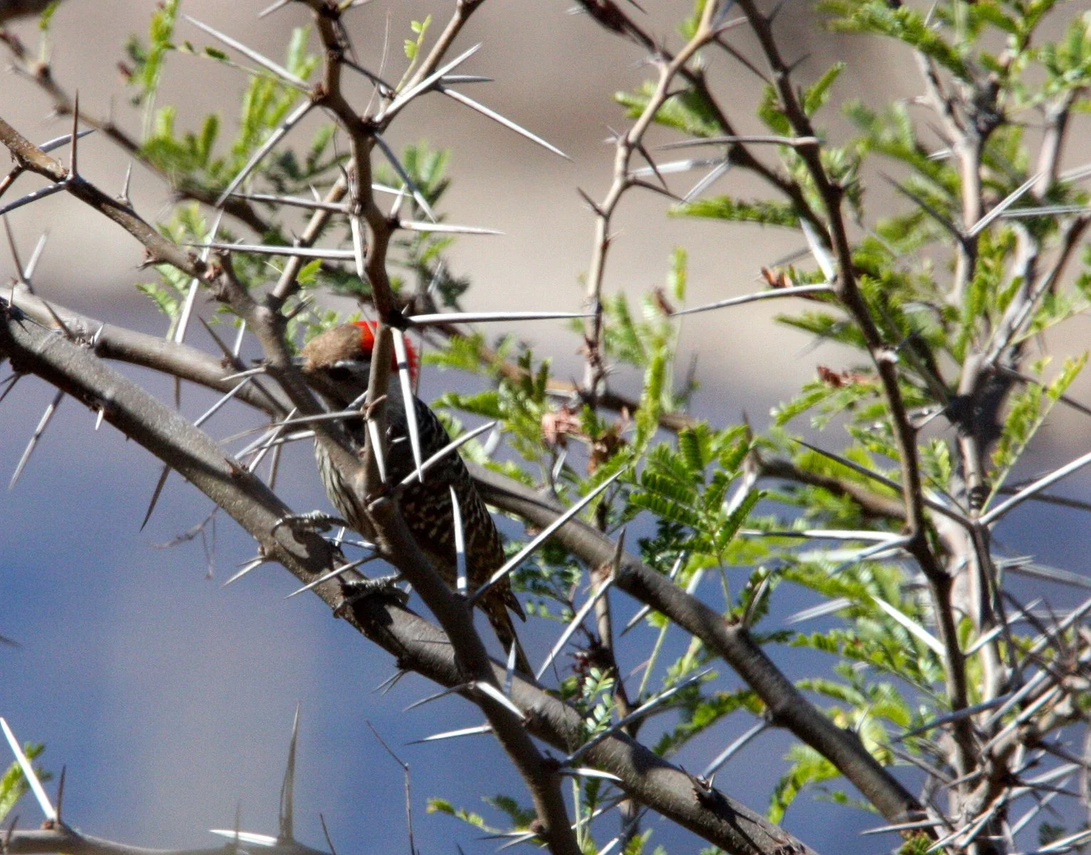 BIRD - WOODPECKER - CARDINAL WOODPECKER - KRUGER NATIONAL PARK SOUTH AFRICA.JPG