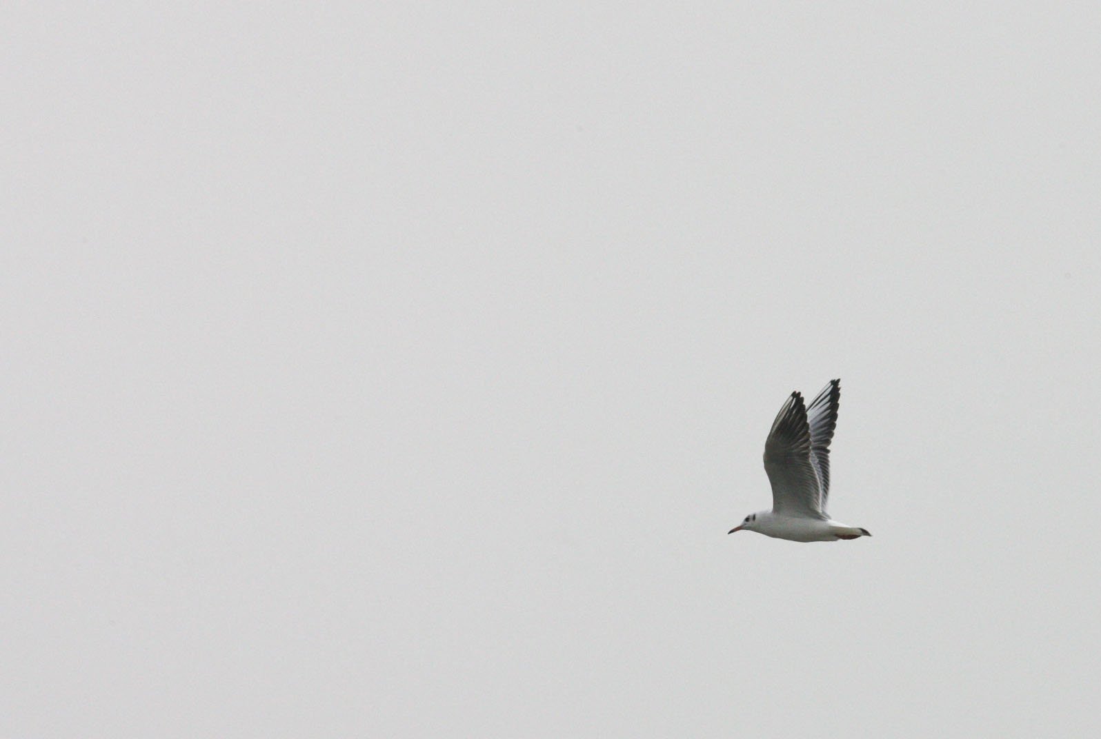BIRD - GULL - BLACK-HEADED GULL - CHROICOCEPHALUS RIDIBUNDUS - POYANG LAKE, JIANGXI PROVINCE, CHINA (18).JPG