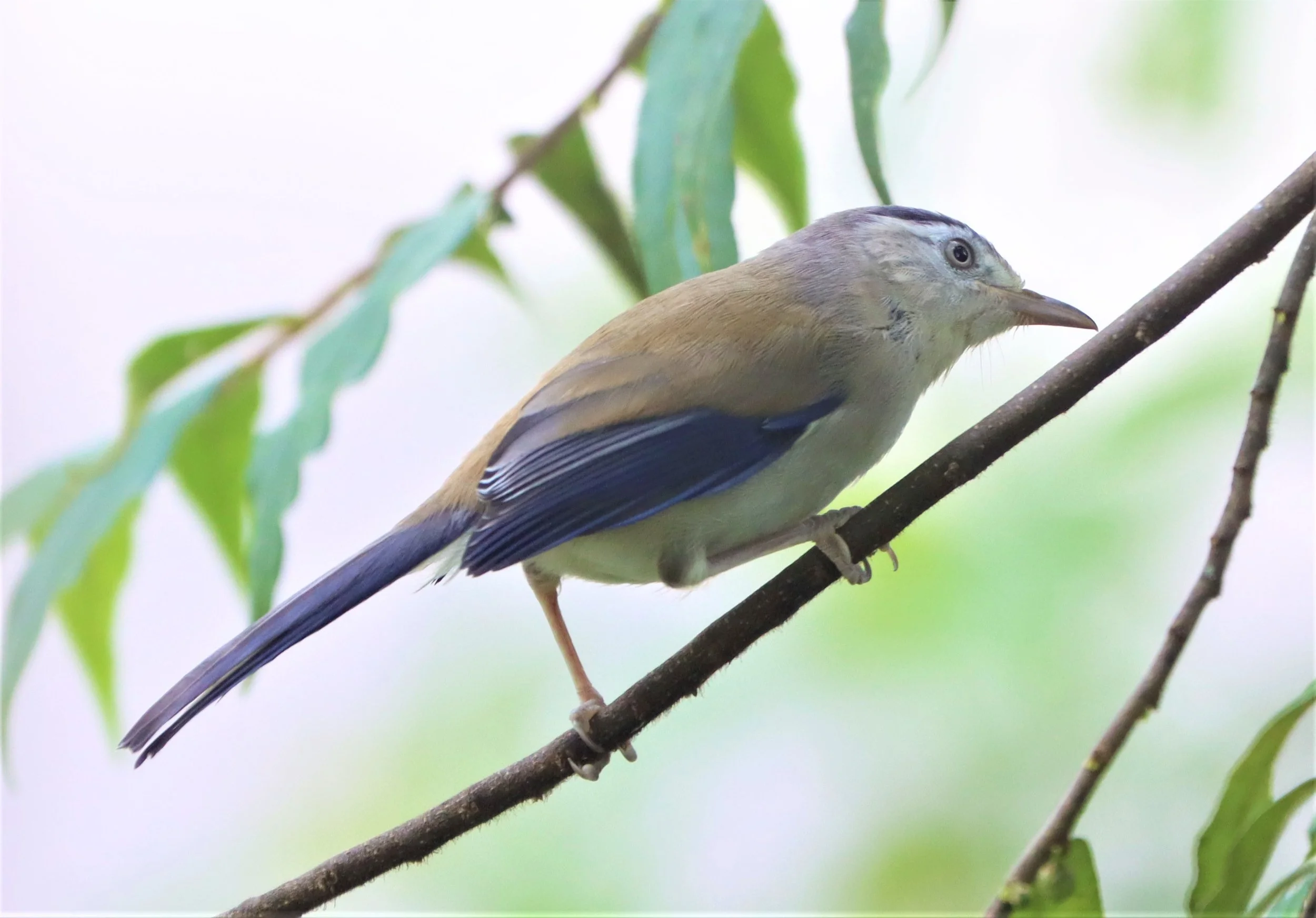 MINLA - BLUE-WINGED MINLA - Actinodura cyanouroptera - DOI ANG KANG CHIANG MAI (25).jpg