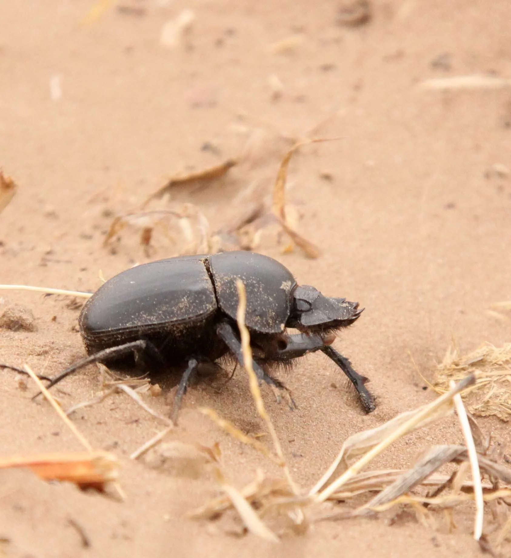 Scarabaeus sacer - Kulun Qi, Inner Mongolia China (10).JPG