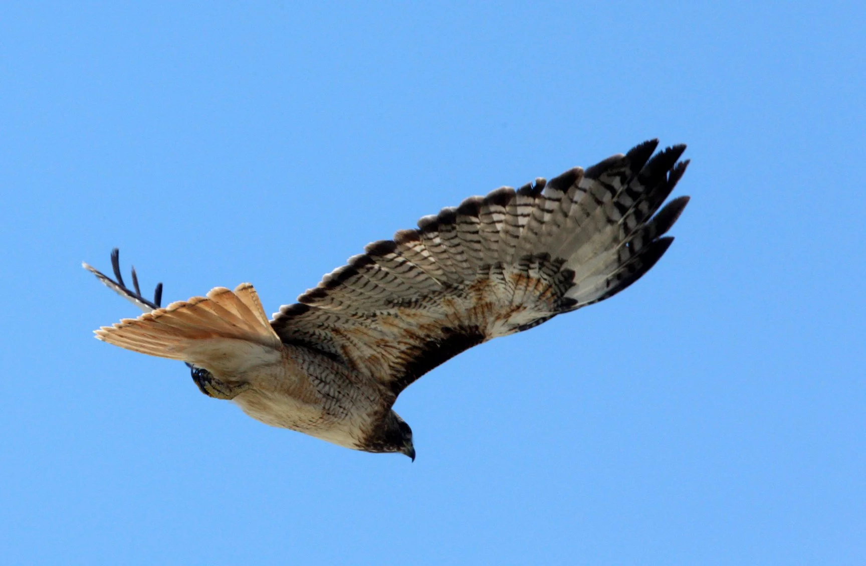 Buteo jamaicensis - RED-TAILED HAWK - KERN NATIONAL WILDLIFE REFUGE CALIFORNIA (19).JPG