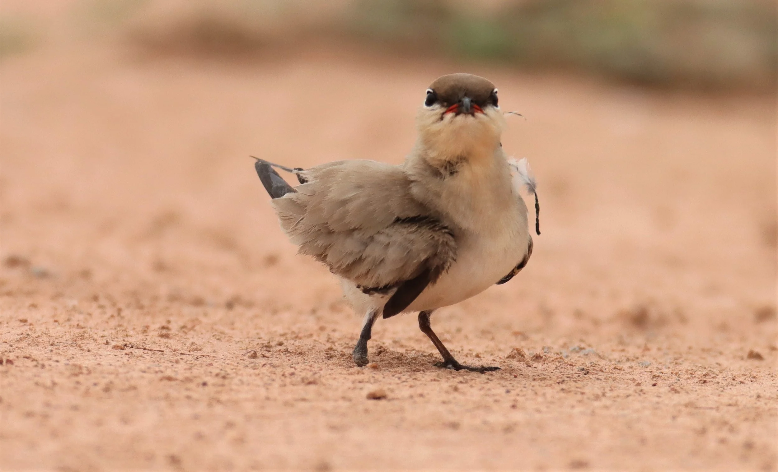PRATINCOLE - SMALL PRATINCOLE - Glareola lactea - KABIN BURI WETLANDS 15KM OUT ON 304 (78).jpg