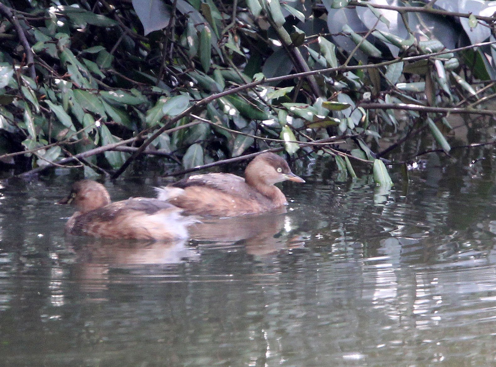 Little Grebe (Tachybaptus ruficollis) Binjiang Forest Park Shanghai (2).JPG