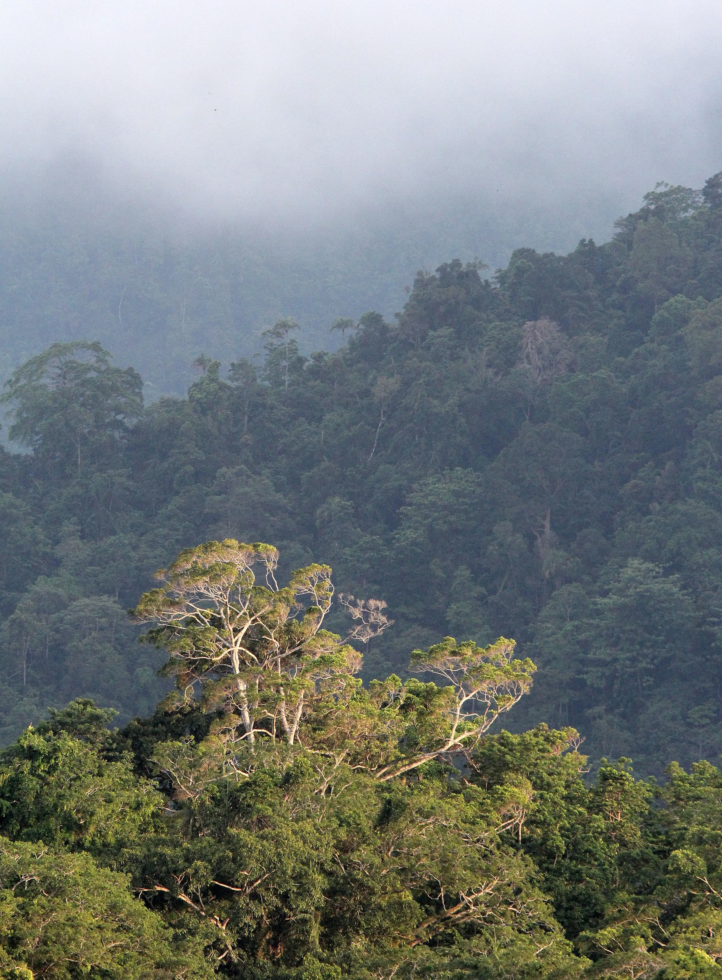 TANGKOKO NATIONAL PARK SULAWESI INDONESIA (77).JPG
