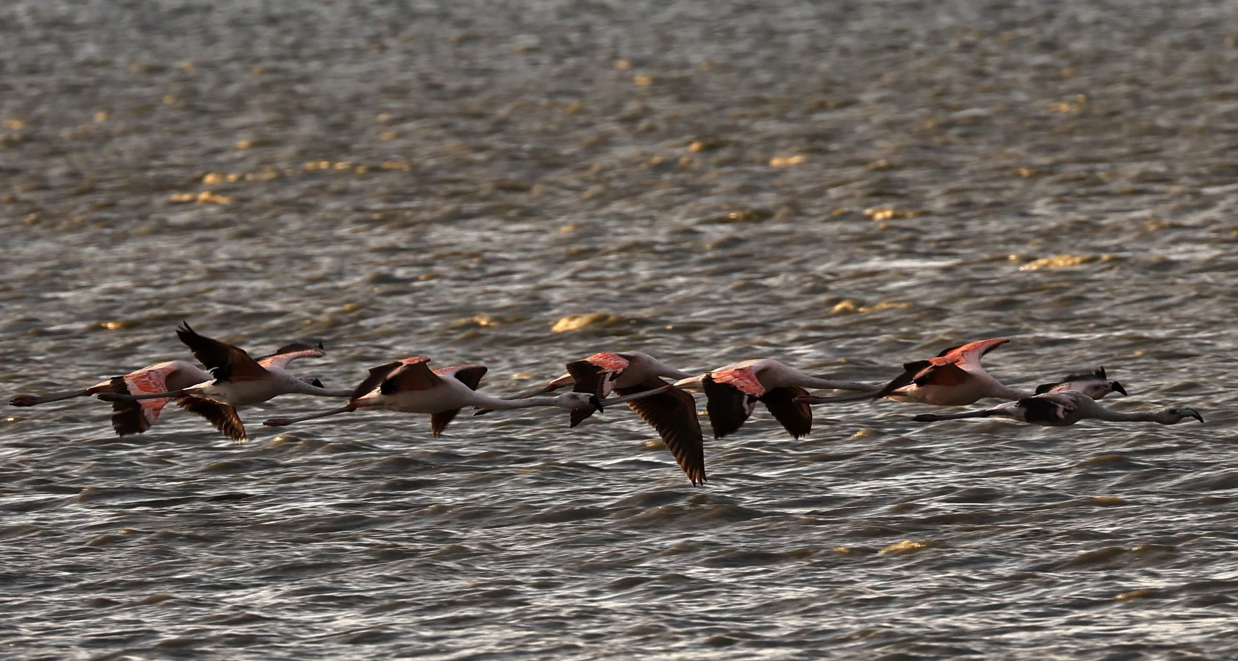 Chilean Flamingo (Phoenicopterus chilensis) Chaco Lodge & Laguna Salada Paraguay (76).jpg