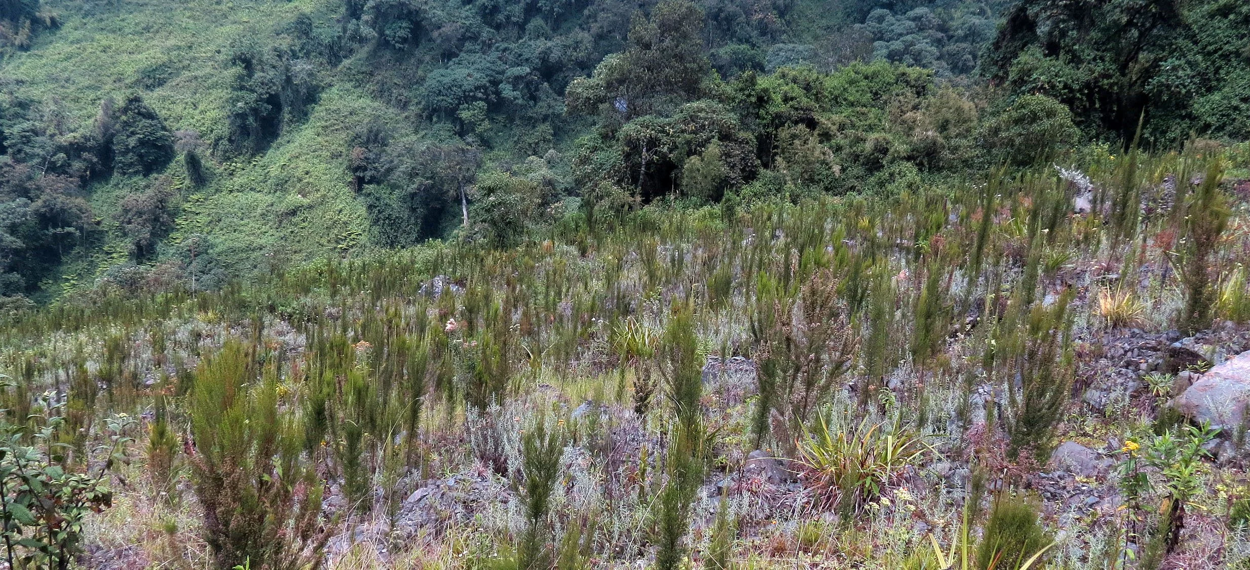 RWENZORI NATIONAL PARK UGANDA (91).JPG