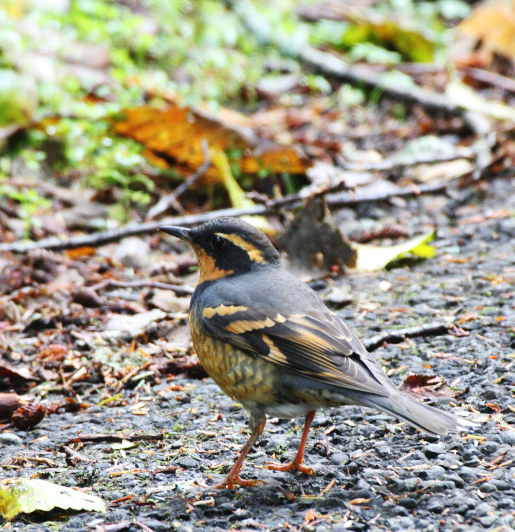 Varied Thrush (Ixoreus naevius) Pillar Point Strait of Juan de Fuca Washington (7).JPG