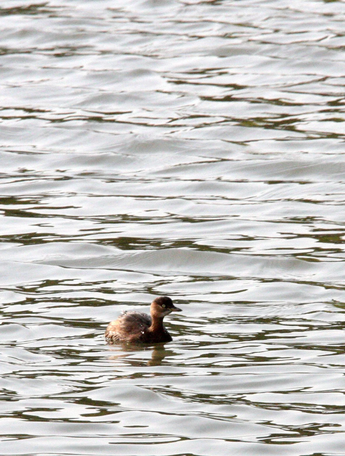 Little Grebe (Tachybaptus ruficollis) Pudong Botanical Gardens Shanghai China (5).JPG