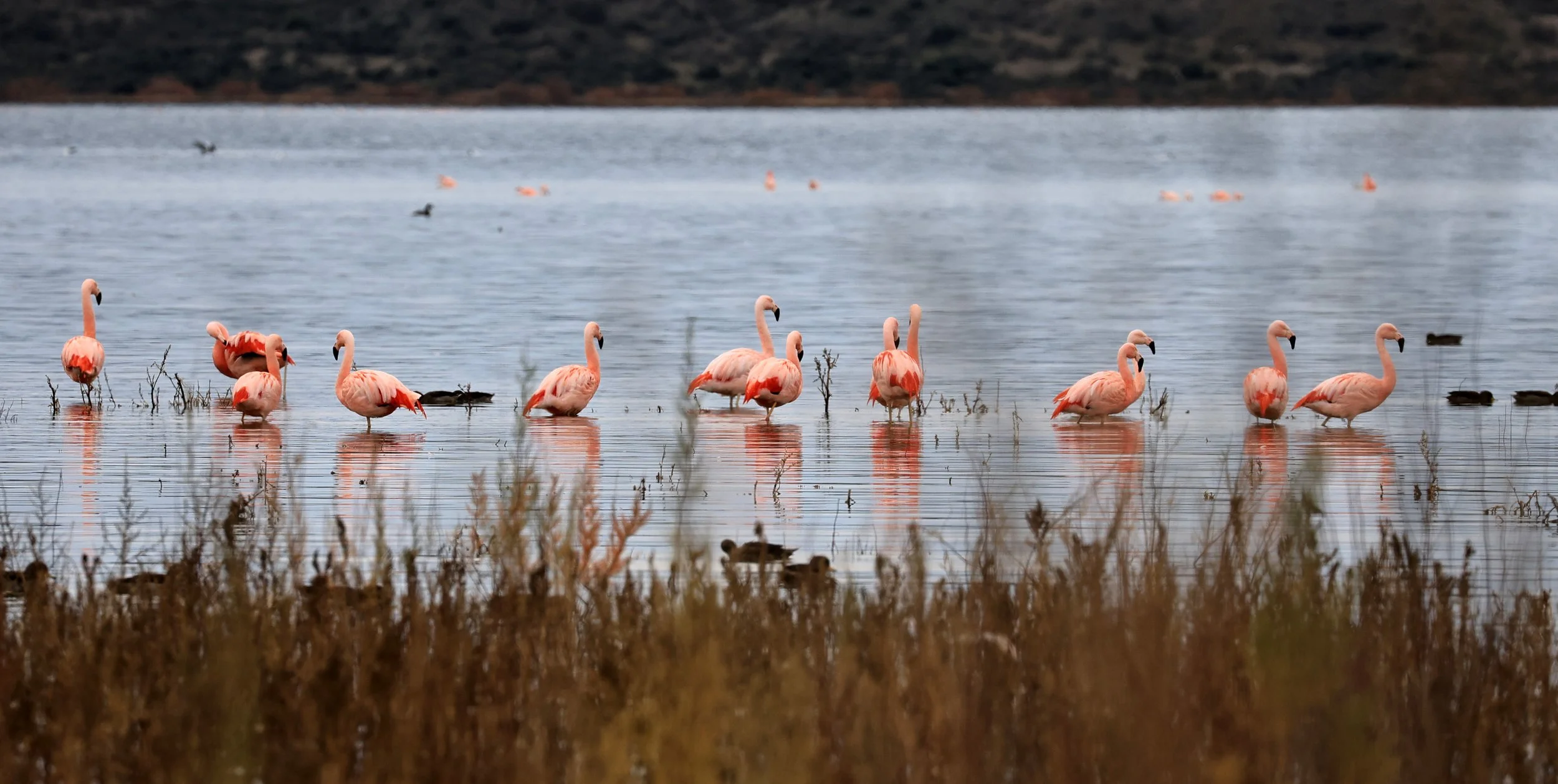 Chilean Flamingo (Phoenicopterus chilensis) Lagunas del Ornitólogo, Trelew Argentina (85).jpg