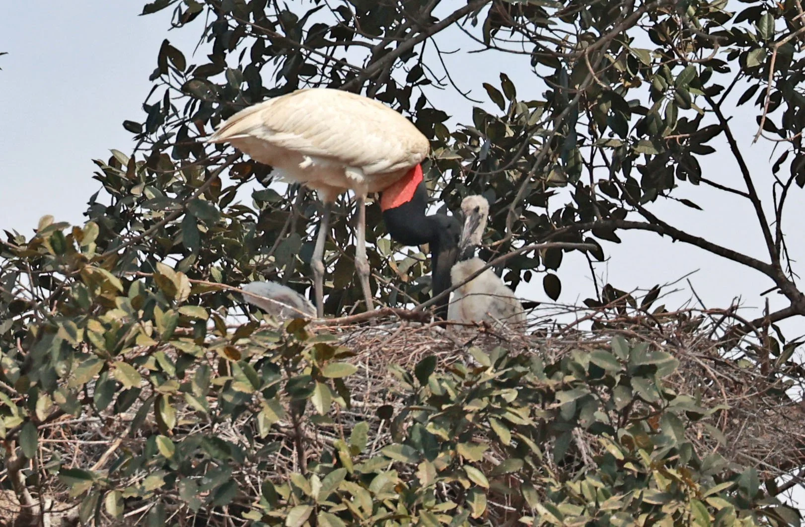 Stork - Jabiru - Jabiru mycteria - Mato Grosso, Transpantaneira M-060 (6).jpg