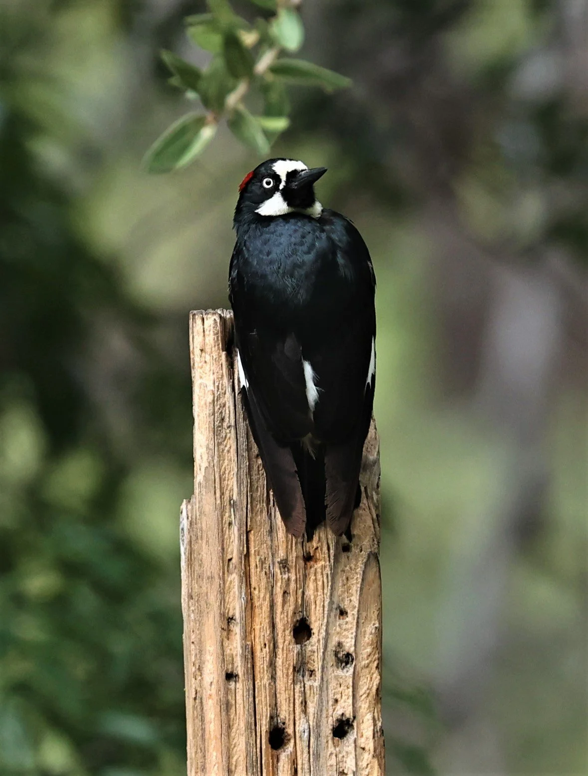 Melanerpes formicivorus - ACORN WOODPECKER - MADERA CANYON ARIZONA 2022 (5).jpg