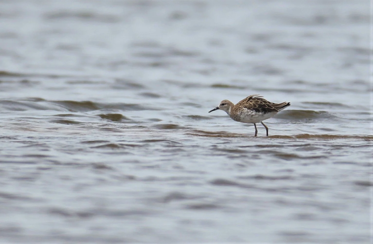 RUFF - Philomachus pugnax - CHACHOENGSAO  SALT PANS (1).jpg