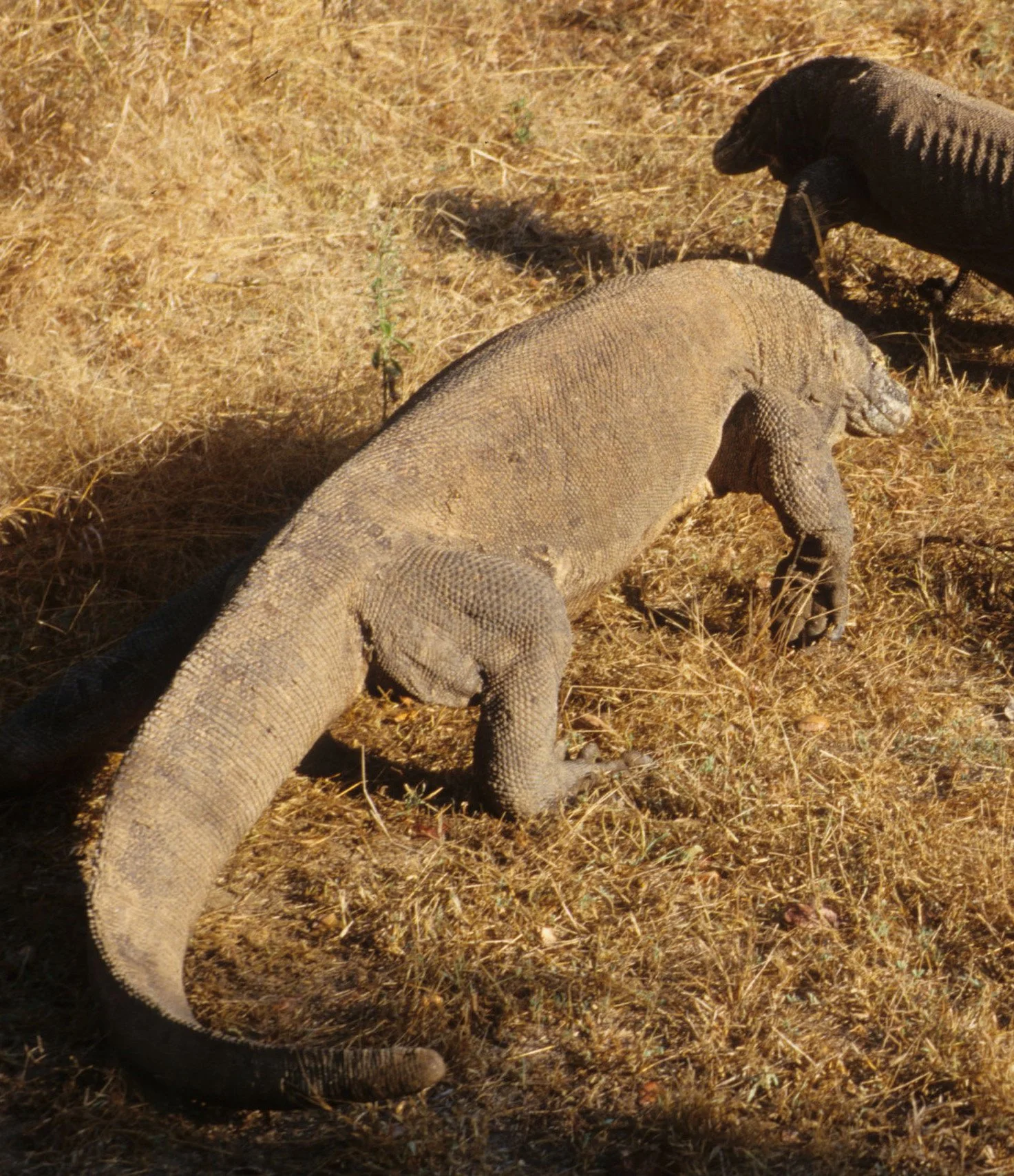 REPTILE - MONITOR LIZARD - KOMODO - DRAGON (6).jpg