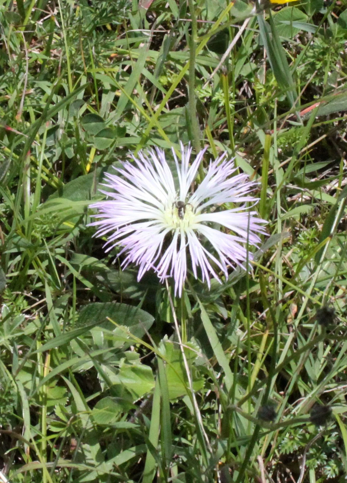 BALE MOUNTAINS NATIONAL PARK ETHIOPIA (4).JPG