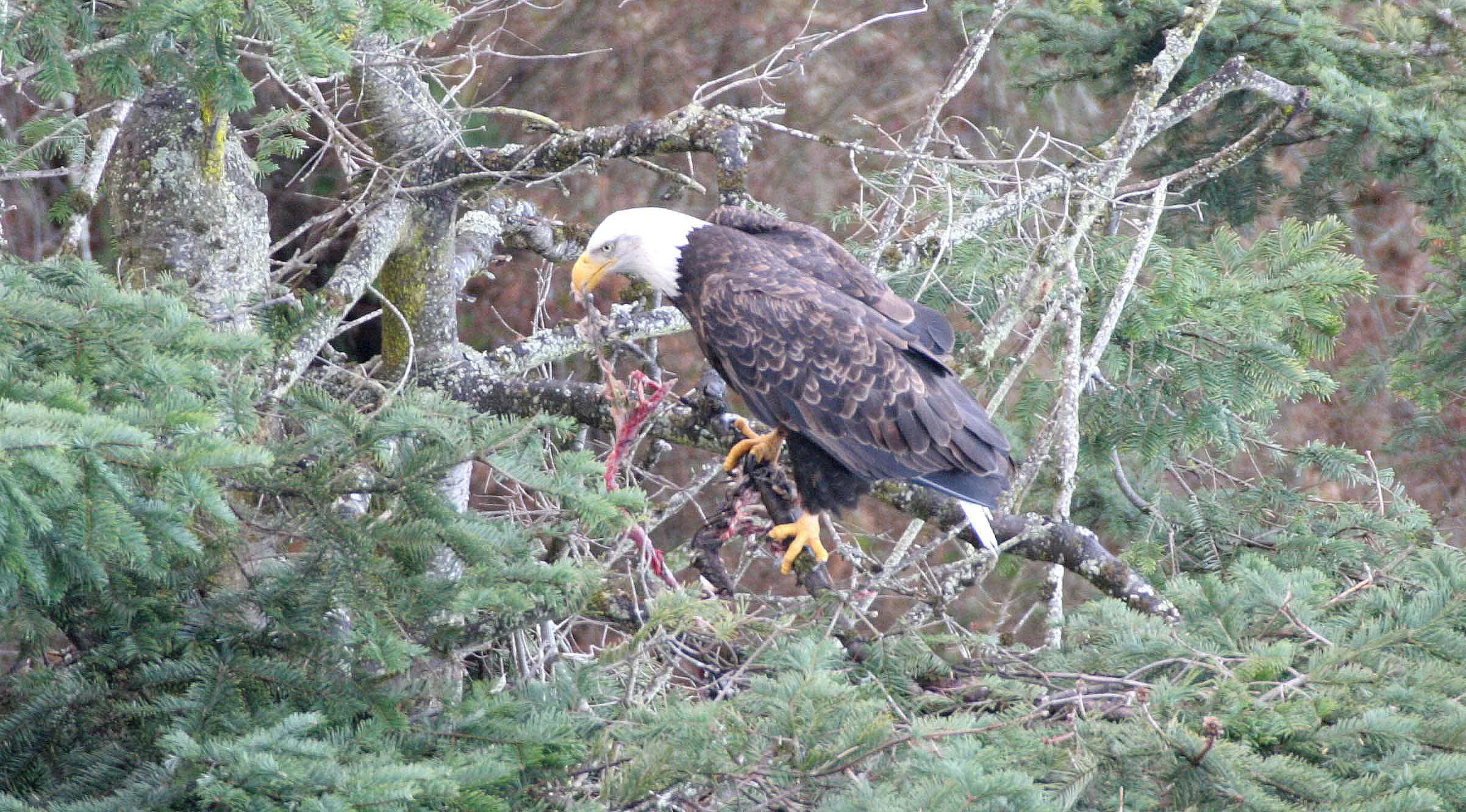 BIRD - EAGLE - BALD EAGLE - LAKE FARM RAVINE.JPG