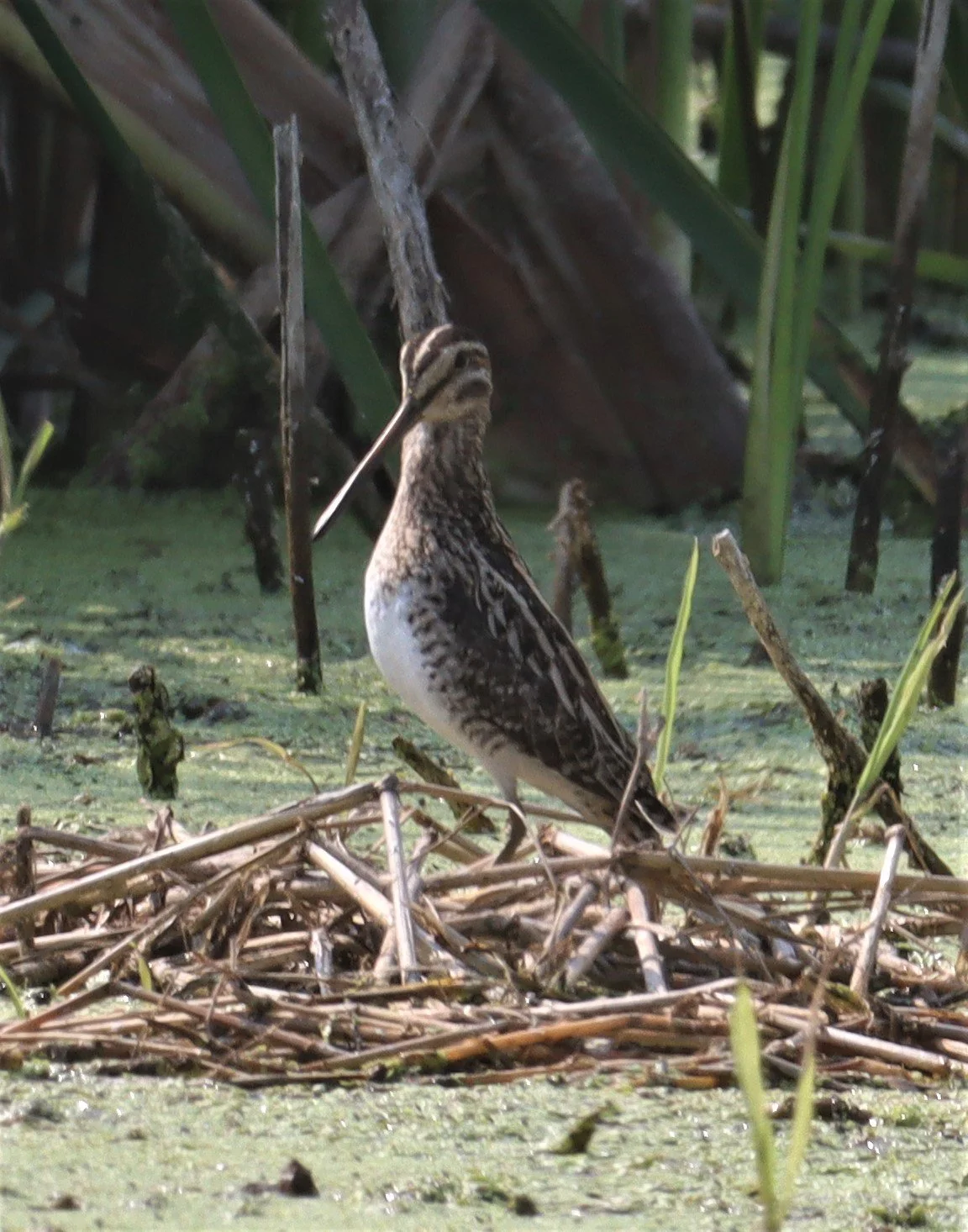 SNIPE - COMMON SNIPE - Gallinago gallinago - LAT KRABANG WETLANDS NEAR BKK (117).jpg